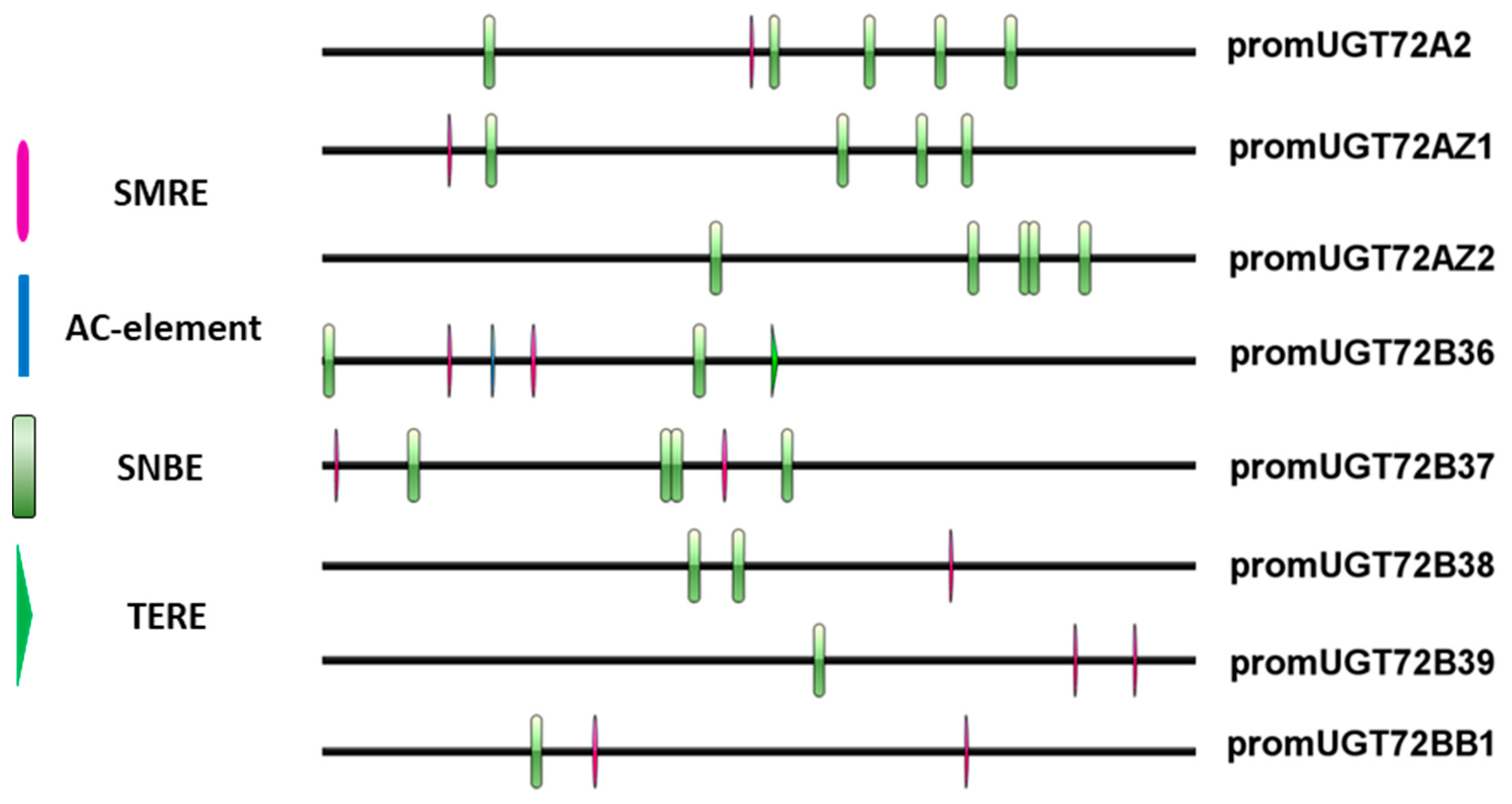 Ijms 21 05018 g007 Ijms 21 05018 g007