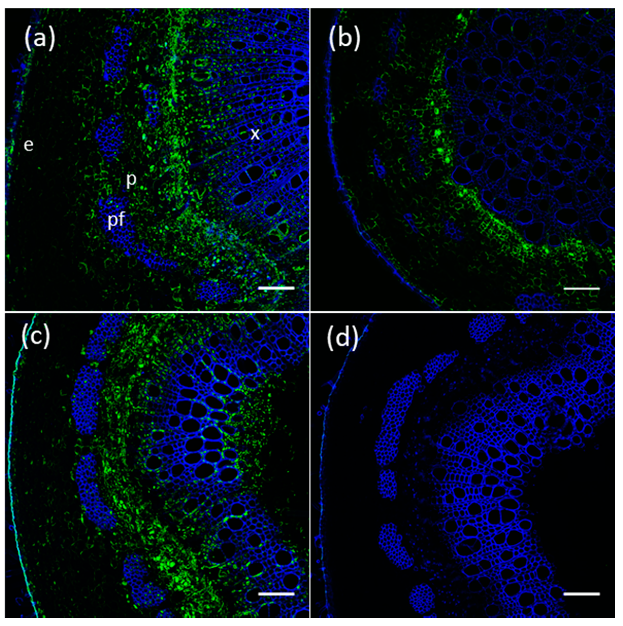 Ijms 21 05018 g008 Ijms 21 05018 g008