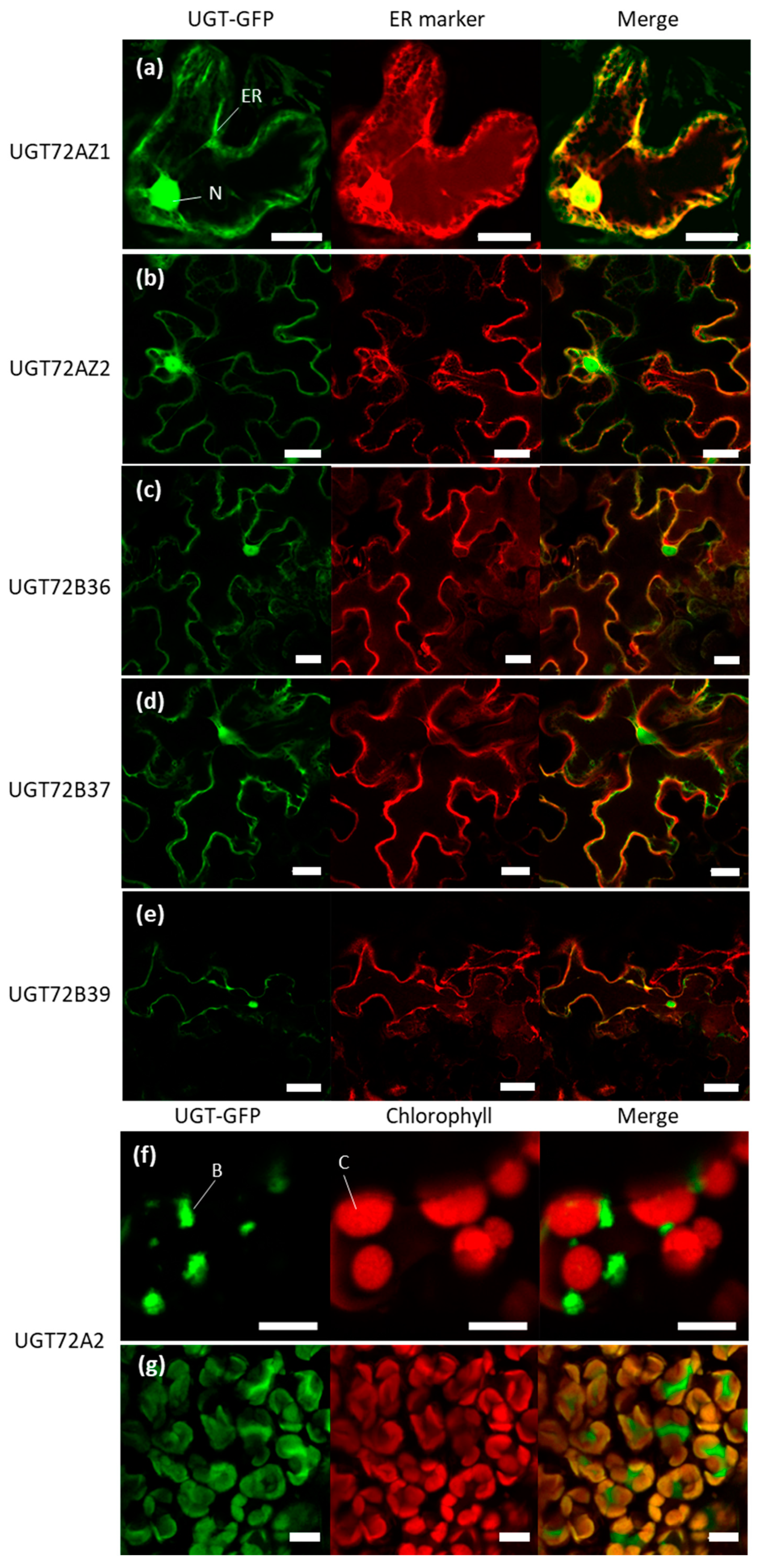 Ijms 21 05018 g009 Ijms 21 05018 g009