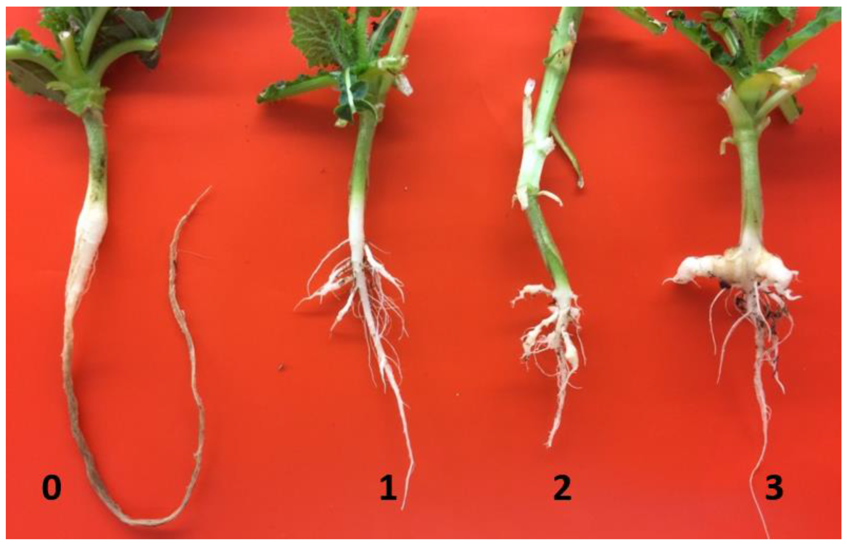 Ijms 21 05033 g001 Ijms 21 05033 g001