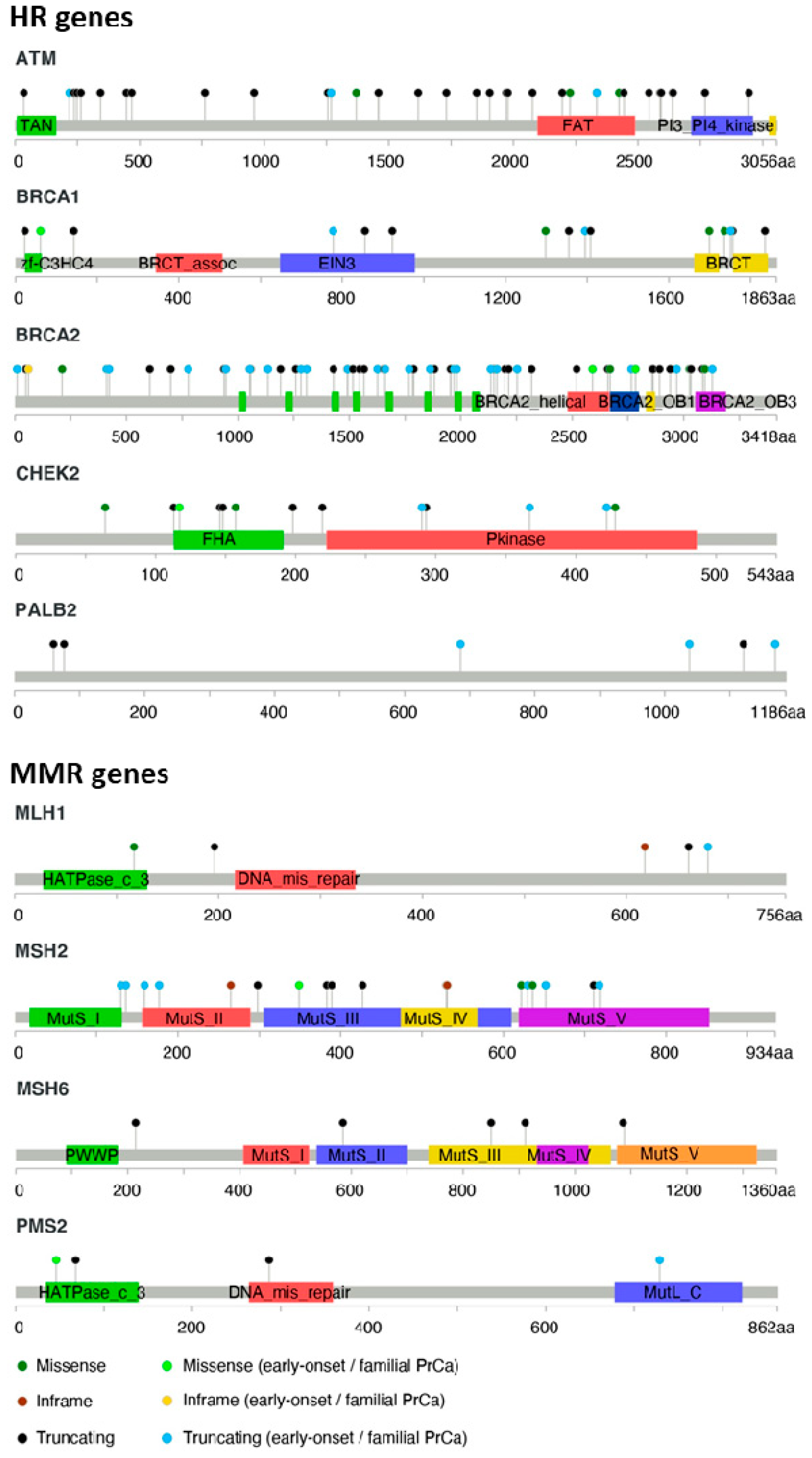 Ijms Free Full Text Hereditary Predisposition To Prostate Cancer From Genetics To Clinical Implications Html