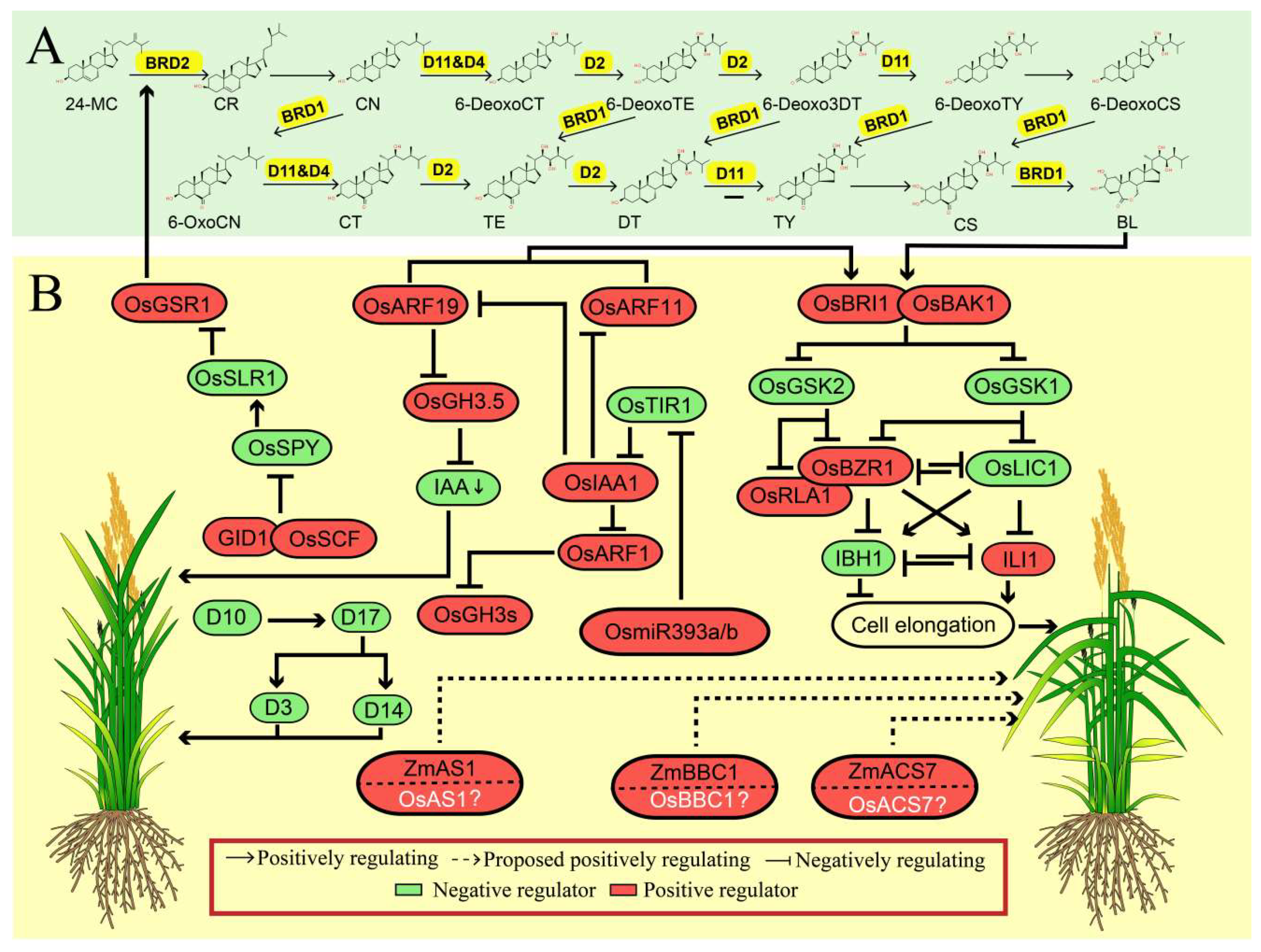 Ijms 21 05052 g002 550