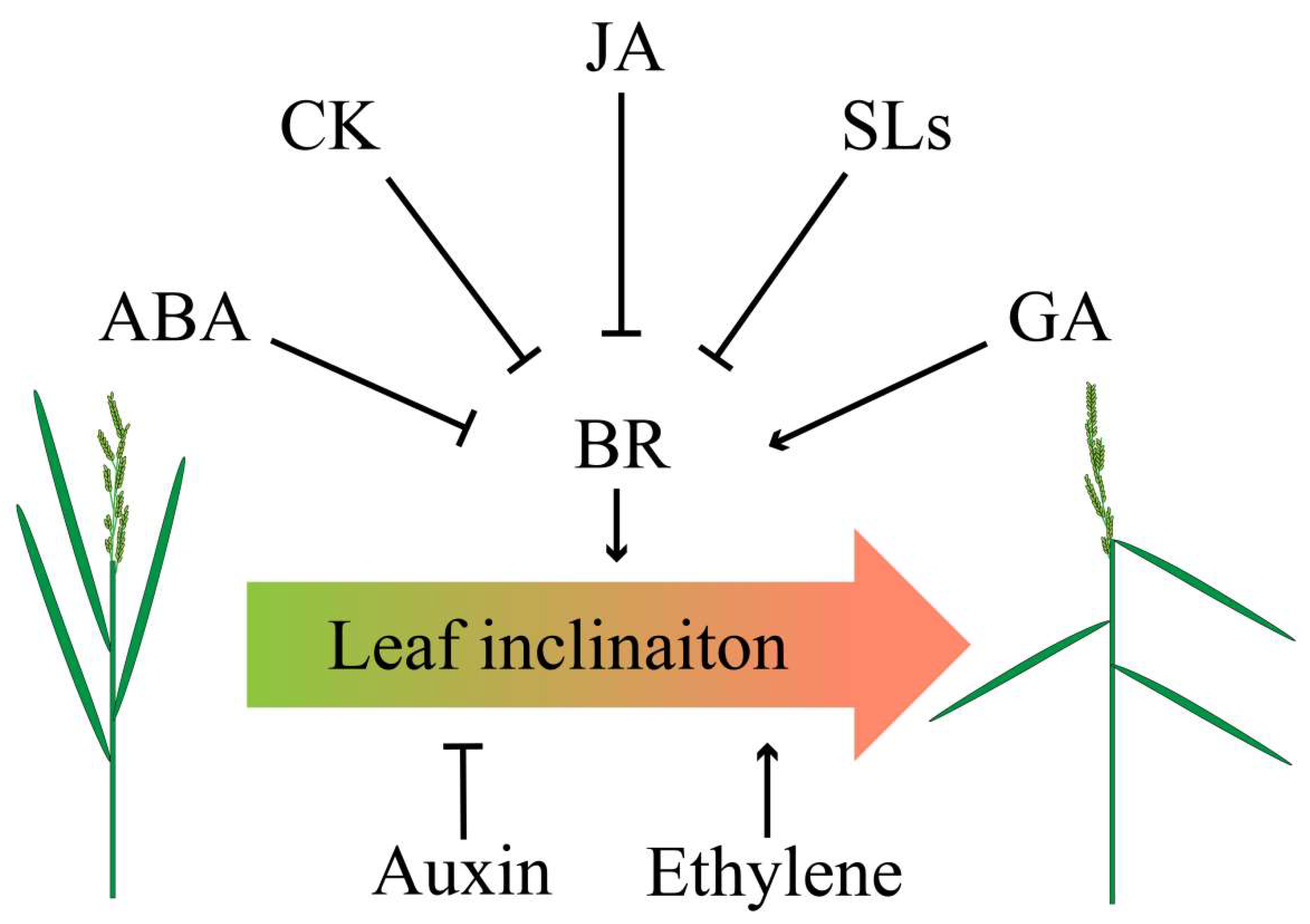 Ijms 21 05052 g003 550