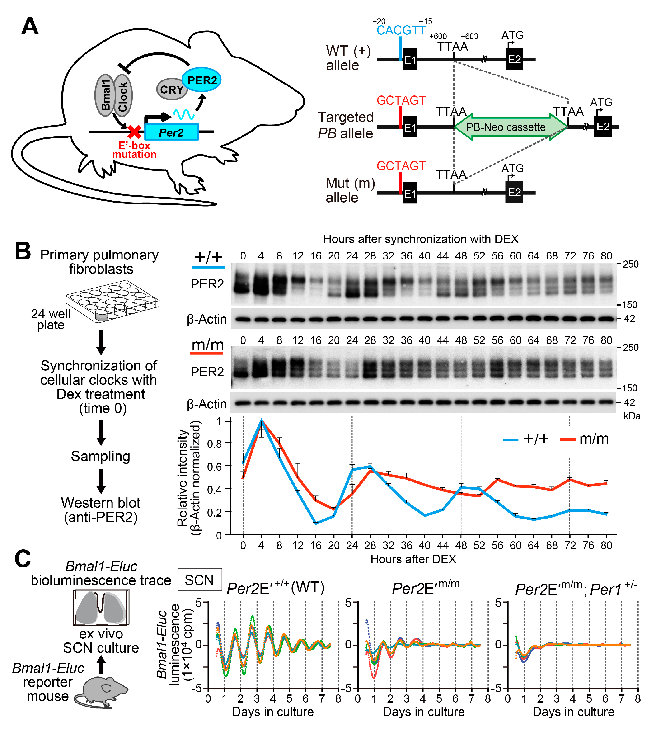 Identification and functional characterisation of N-linked glycosylation of  the orphan G protein-coupled receptor Gpr176