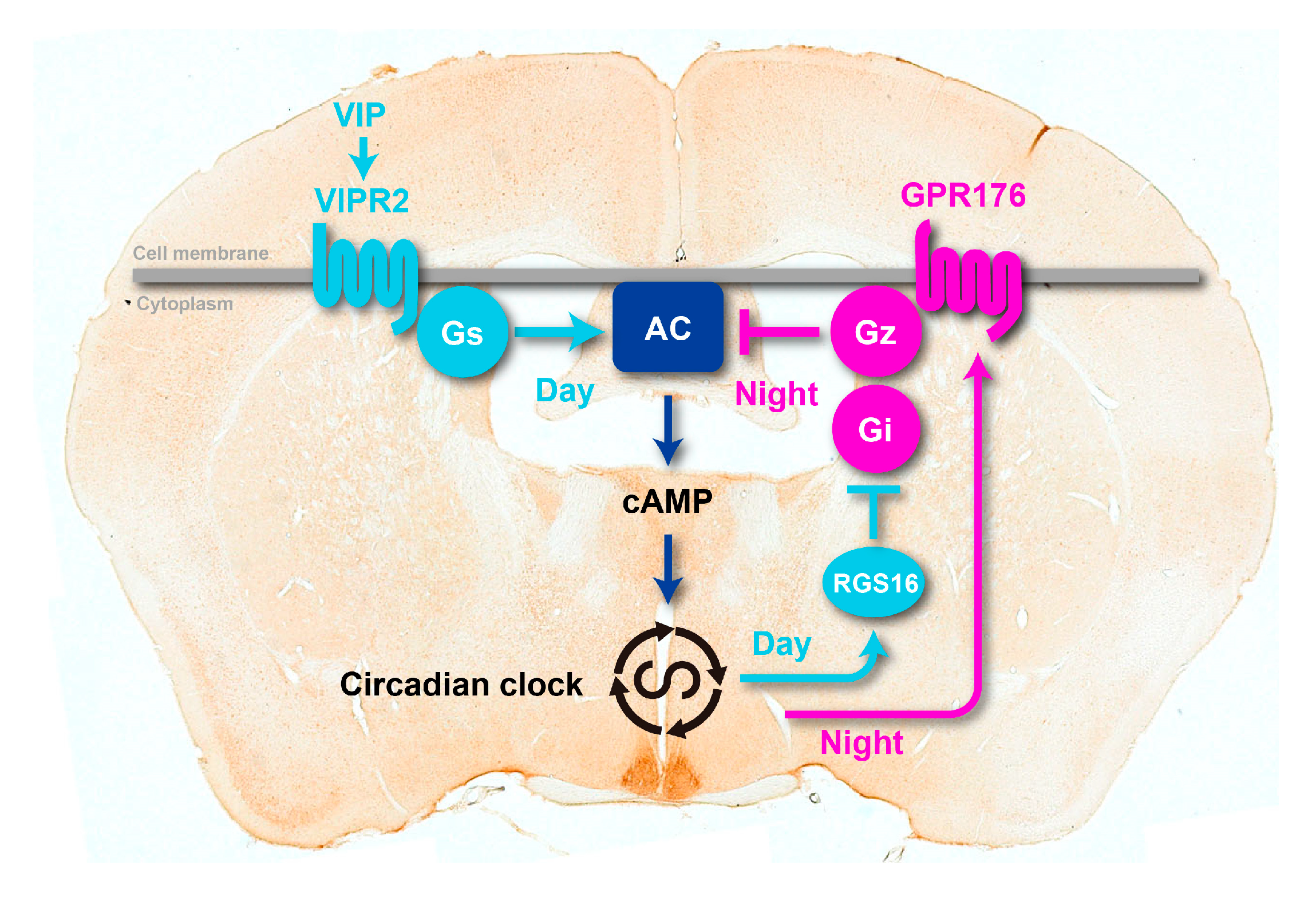 Ijms 21 05055 g003 Ijms 21 05055 g003