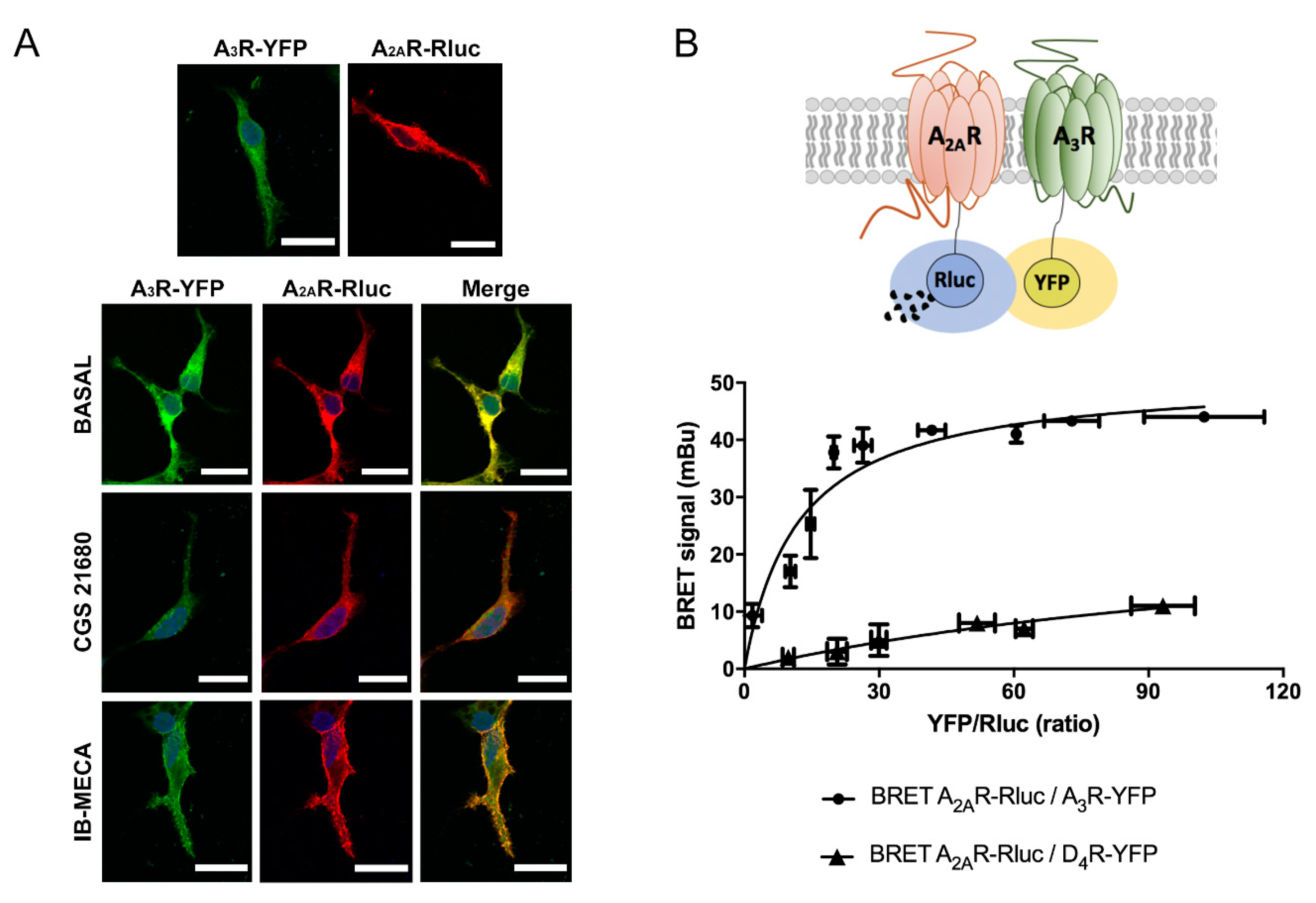 Ijms 21 05070 g001 Ijms 21 05070 g001