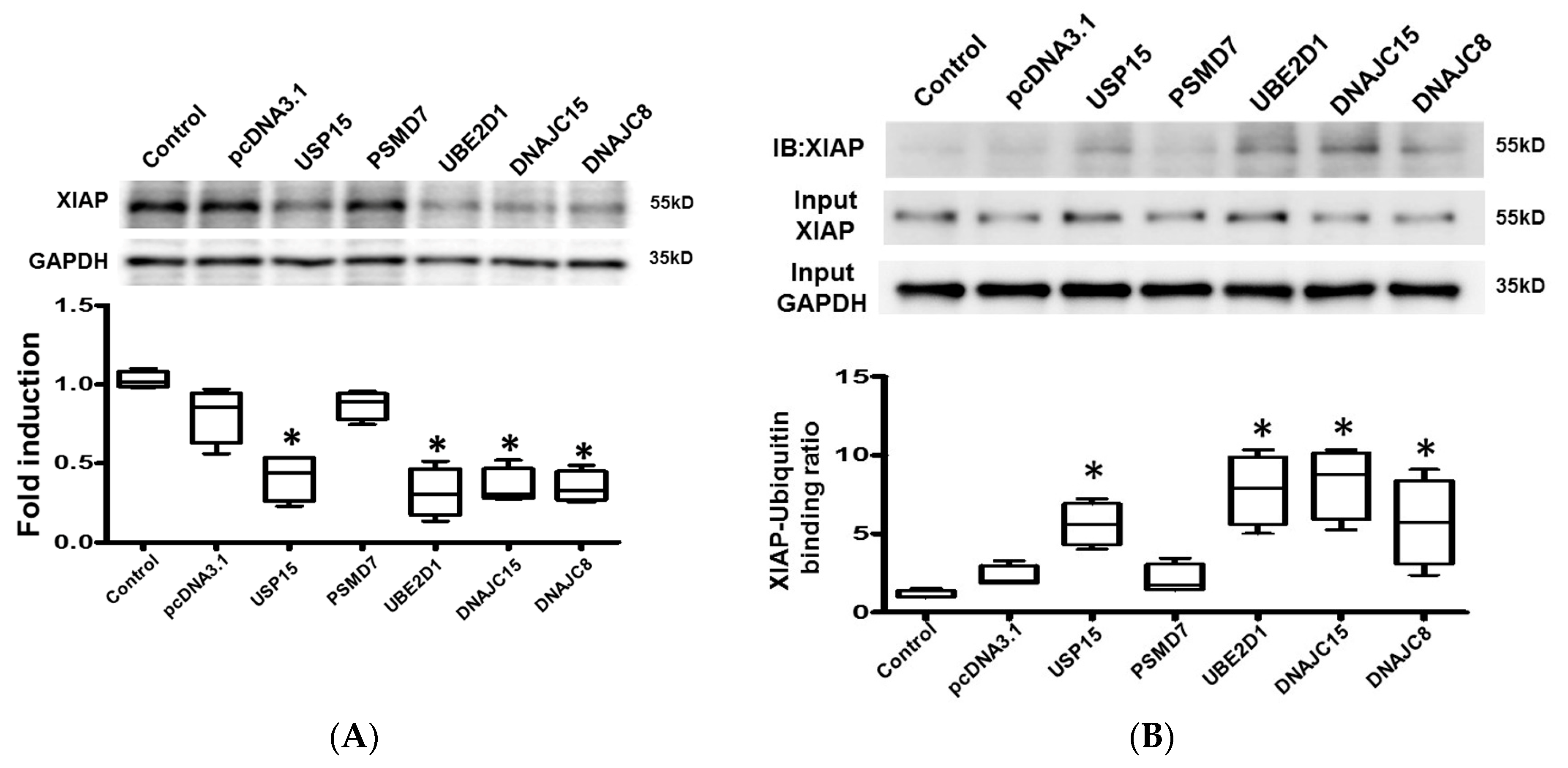 Ijms 21 05073 g005 Ijms 21 05073 g005