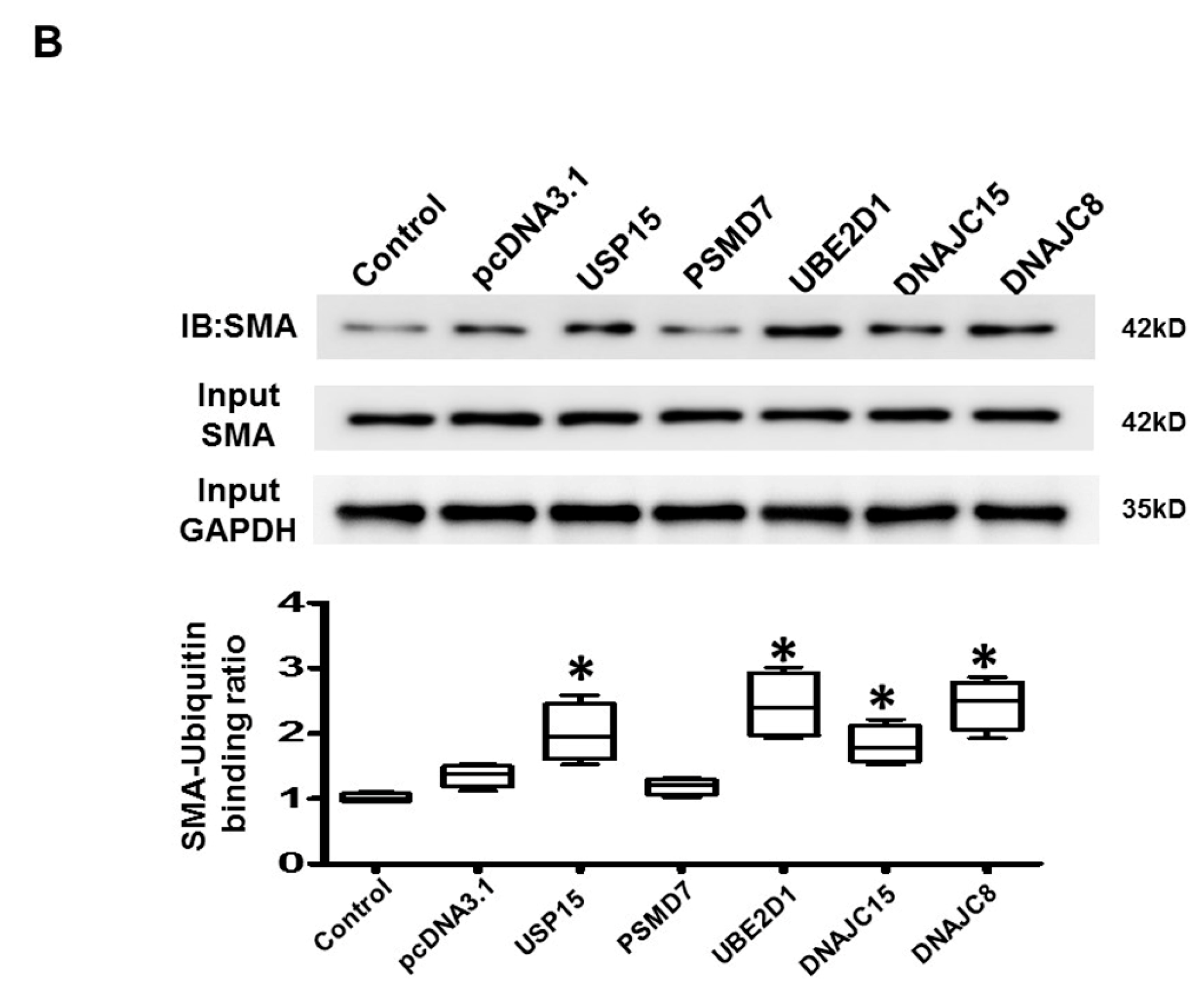 Ijms 21 05073 g006b Ijms 21 05073 g006b