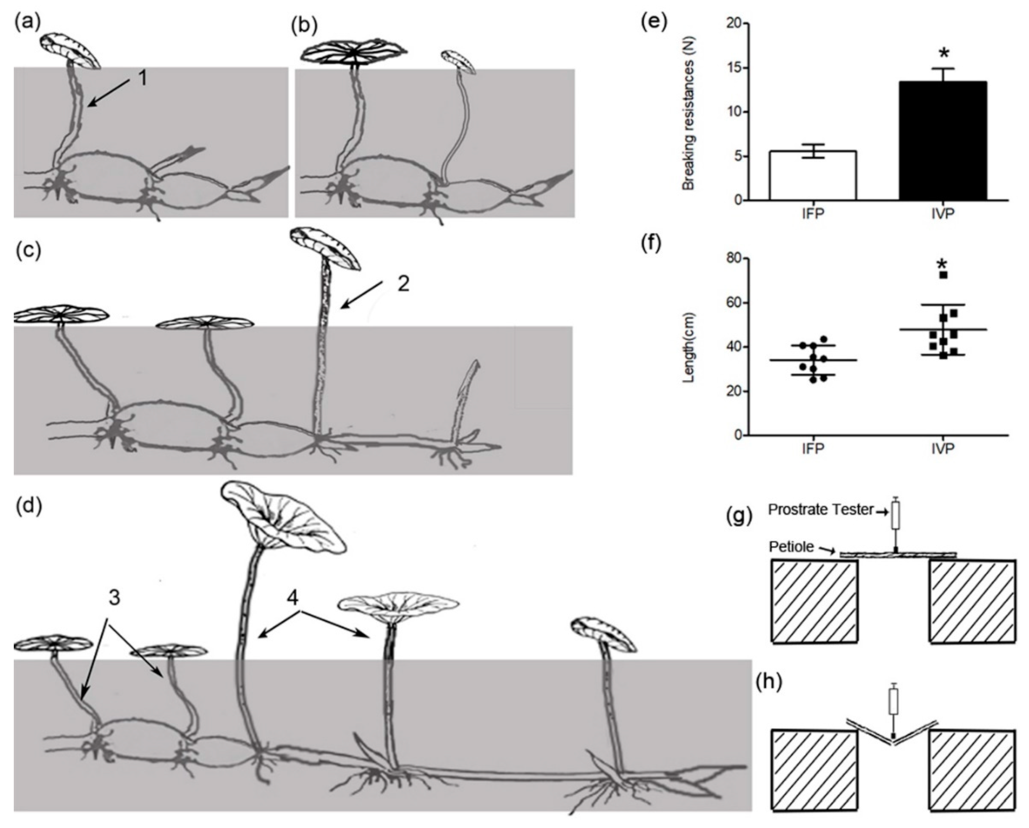 Ijms 21 05087 g001 Ijms 21 05087 g001