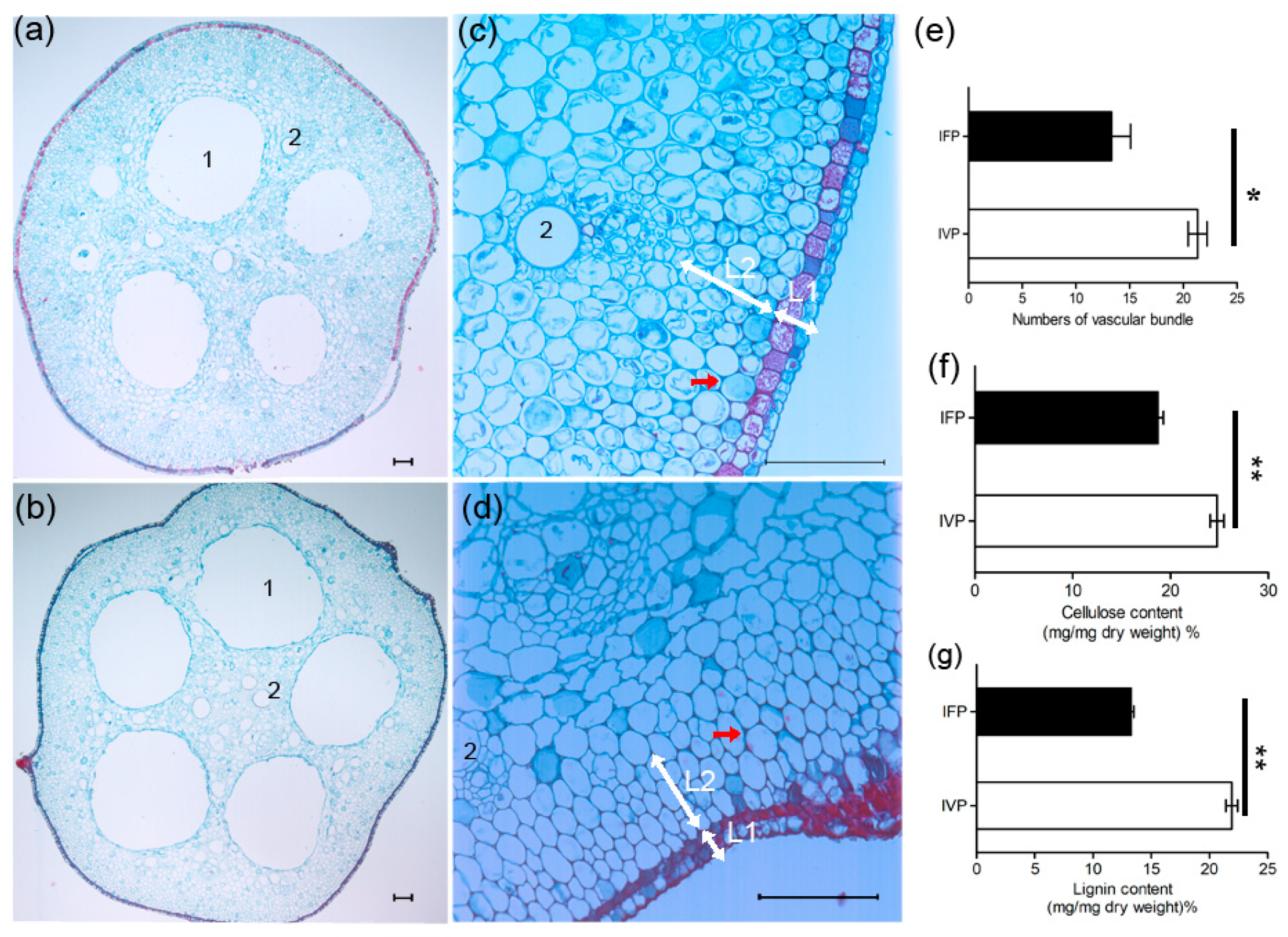 Ijms 21 05087 g002 Ijms 21 05087 g002