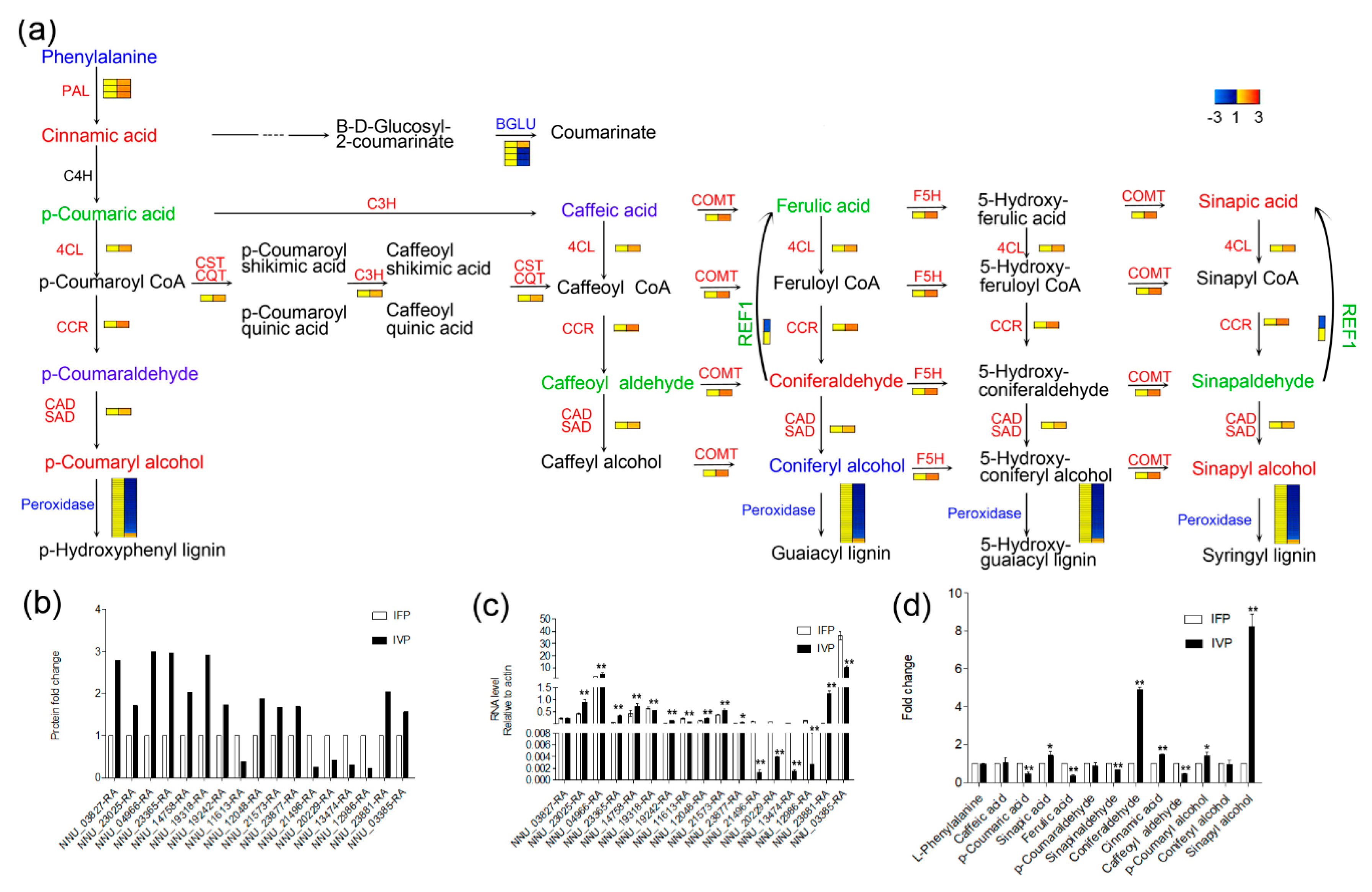 Ijms 21 05087 g007 Ijms 21 05087 g007
