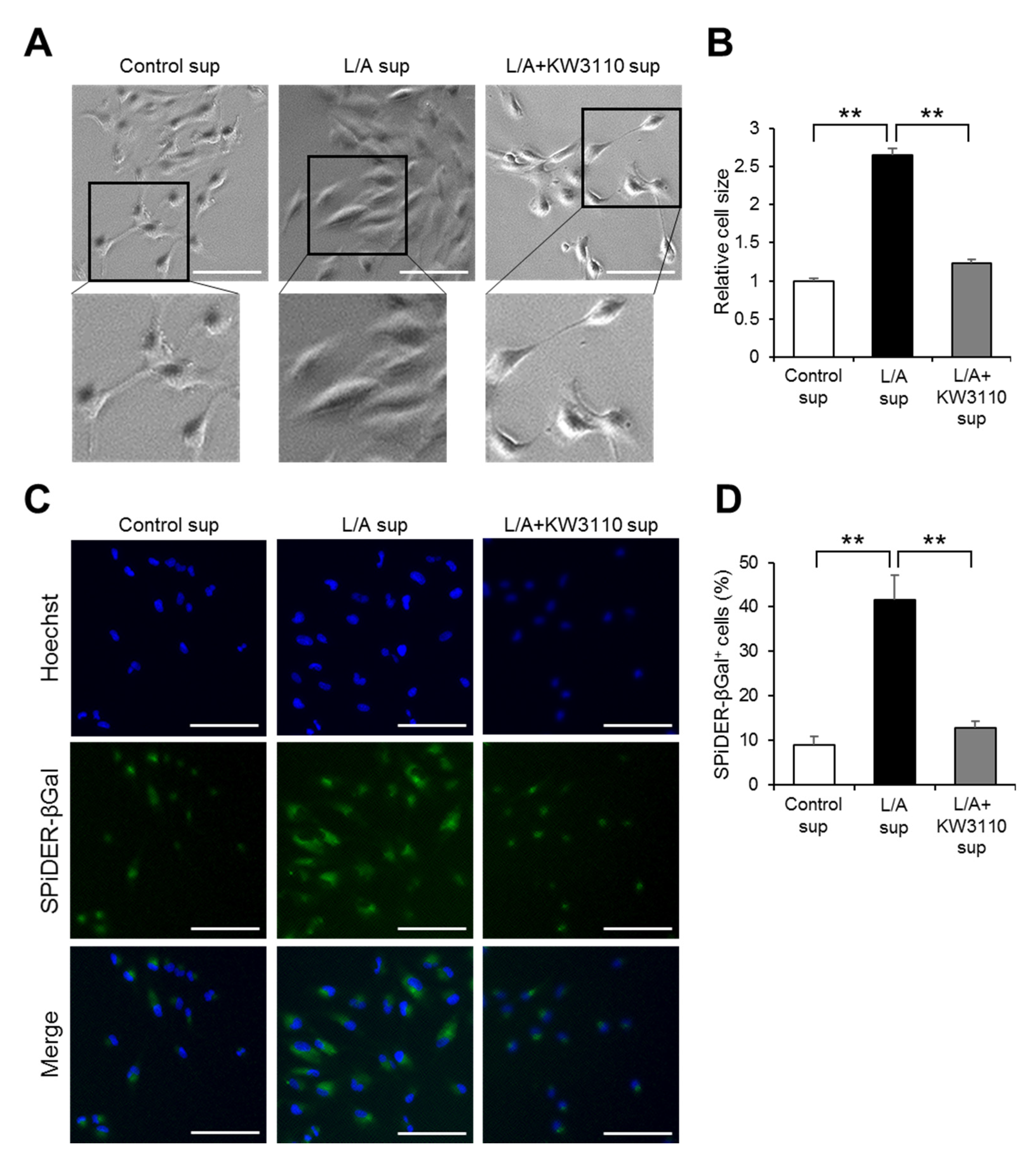 Ijms 21 05091 g003 Ijms 21 05091 g003