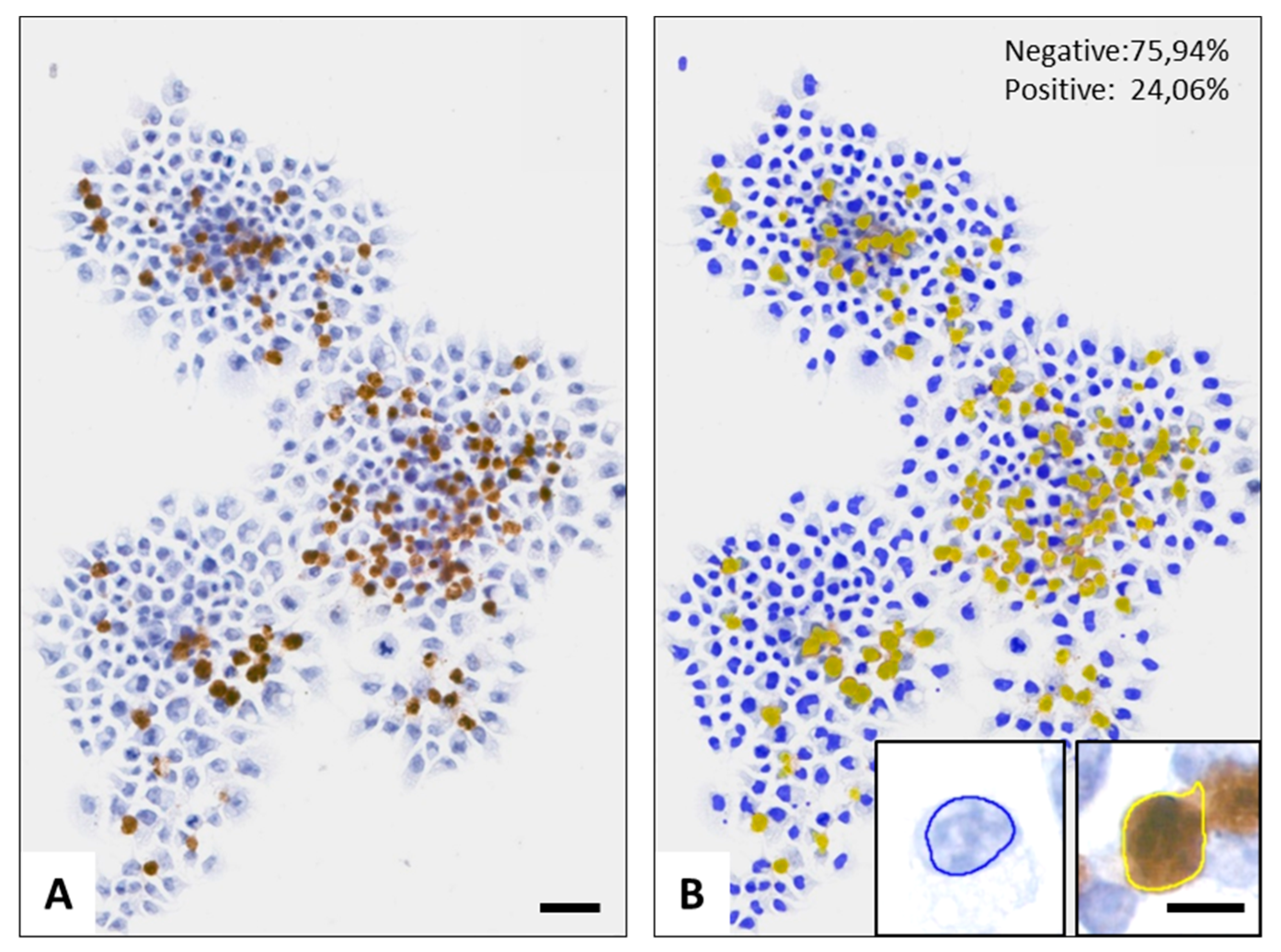 Ijms 21 05100 g006 Ijms 21 05100 g006