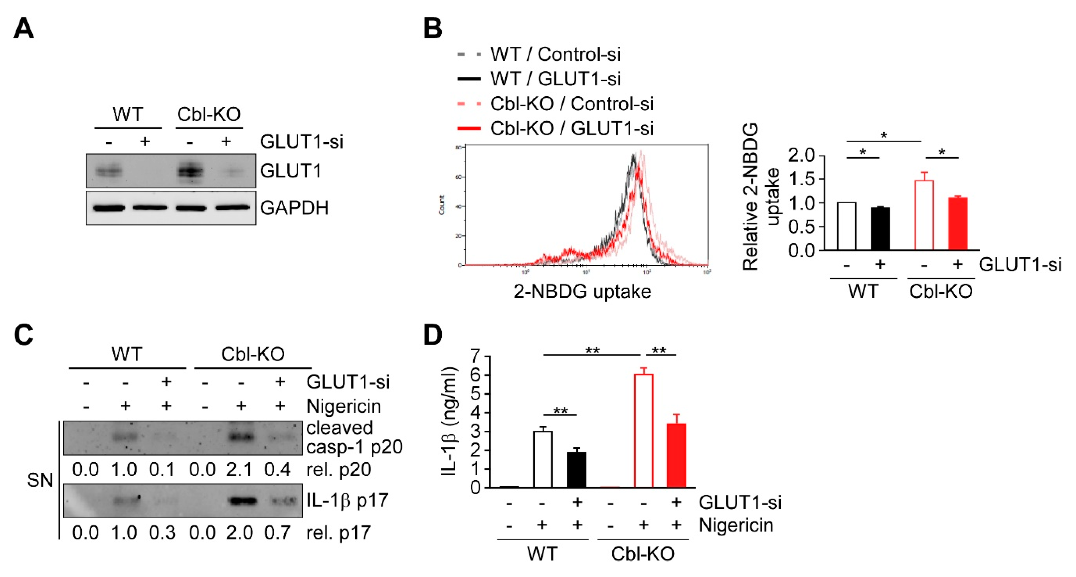 Ijms 21 05104 g006 Ijms 21 05104 g006