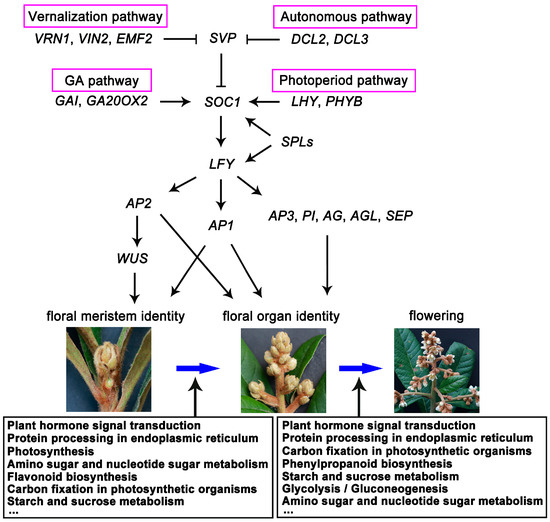 An Integrative Analysis of Transcriptome, Proteome and