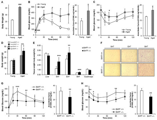 Ijms Free Full Text B Cell Activating Factor Depletion Ameliorates Aging Dependent Insulin Resistance Via Enhancement Of Thermogenesis In Adipose Tissues Html