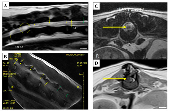 Stem Cell Conditioned Medium Treatment for Canine Spinal Cord Injury ...
