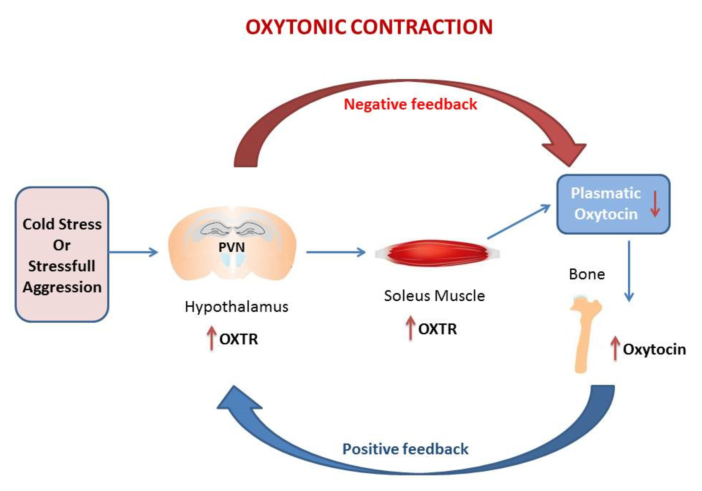 IJMS | Free Full-Text | The New Frontier in Oxytocin Physiology: The Oxytonic Contraction