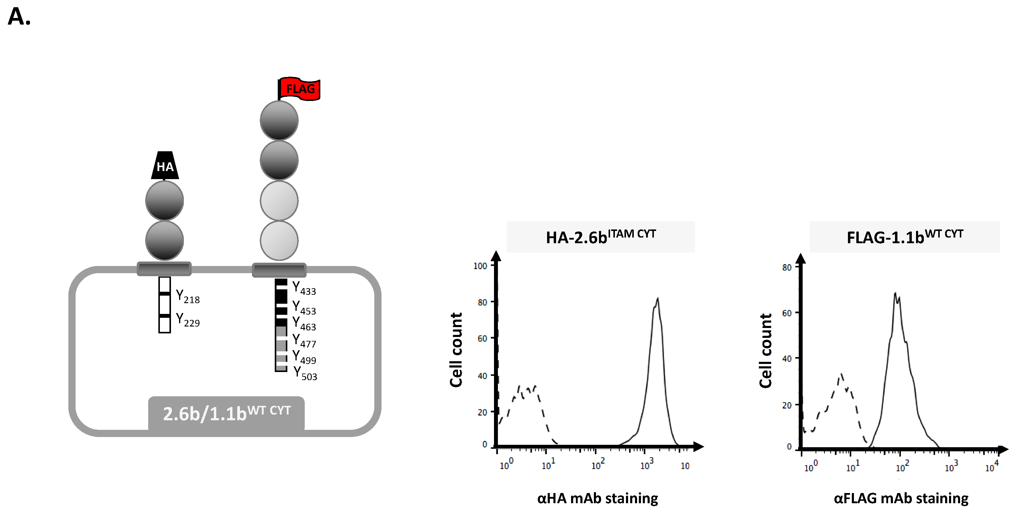 Ijms 21 05146 g001a Ijms 21 05146 g001a