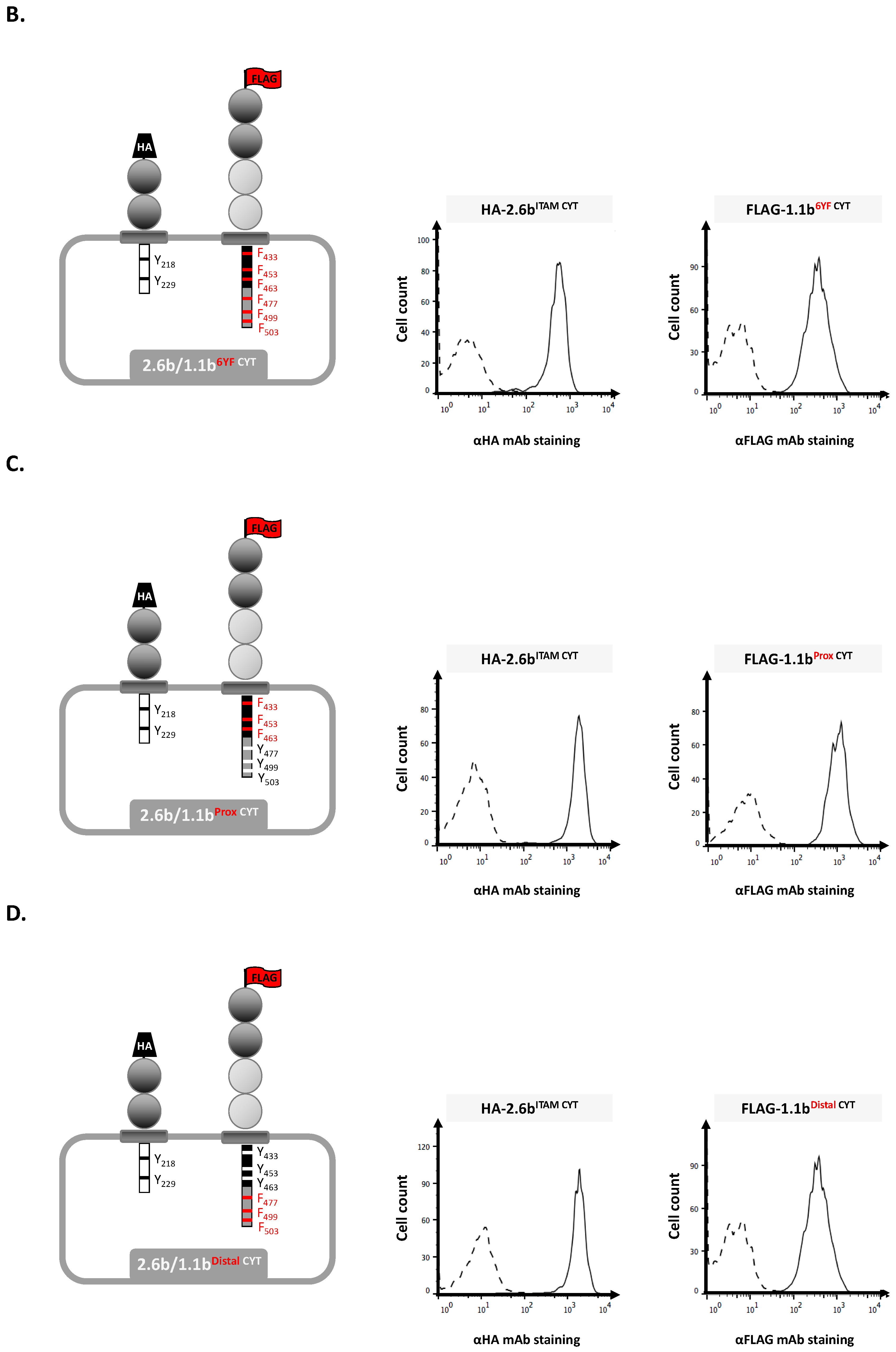 Ijms 21 05146 g001b Ijms 21 05146 g001b