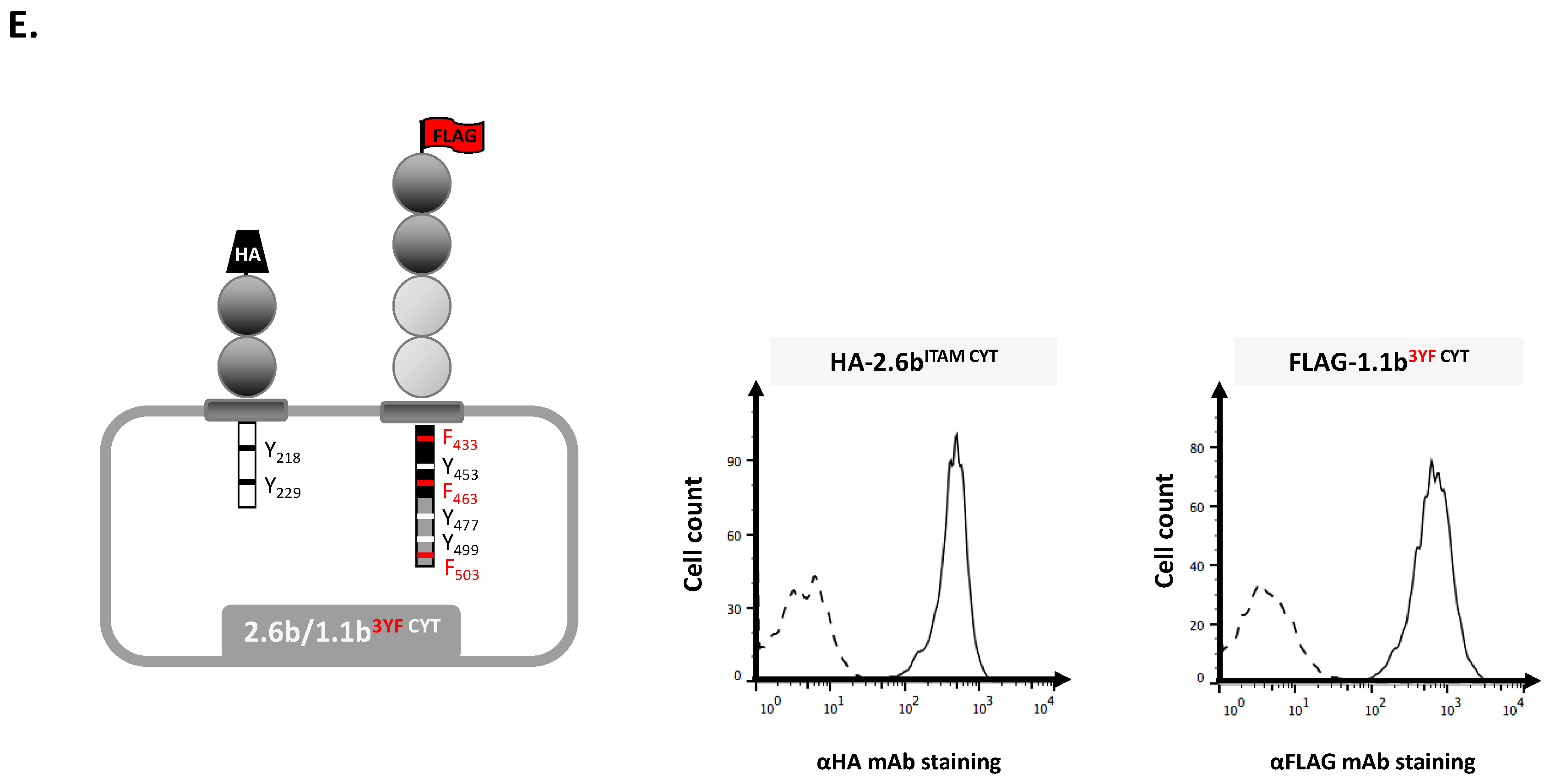 Ijms 21 05146 g001c Ijms 21 05146 g001c