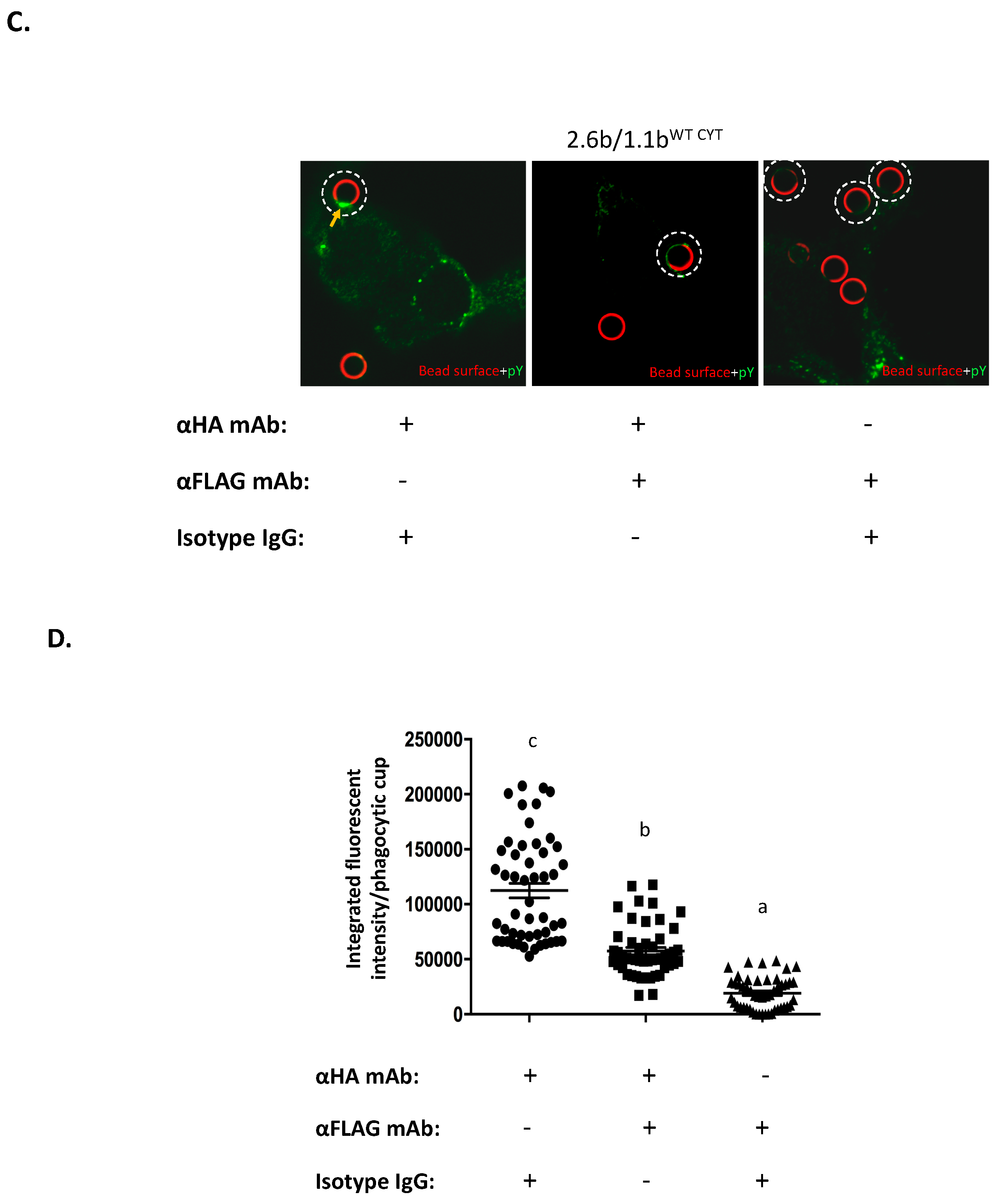 Ijms 21 05146 g004b Ijms 21 05146 g004b