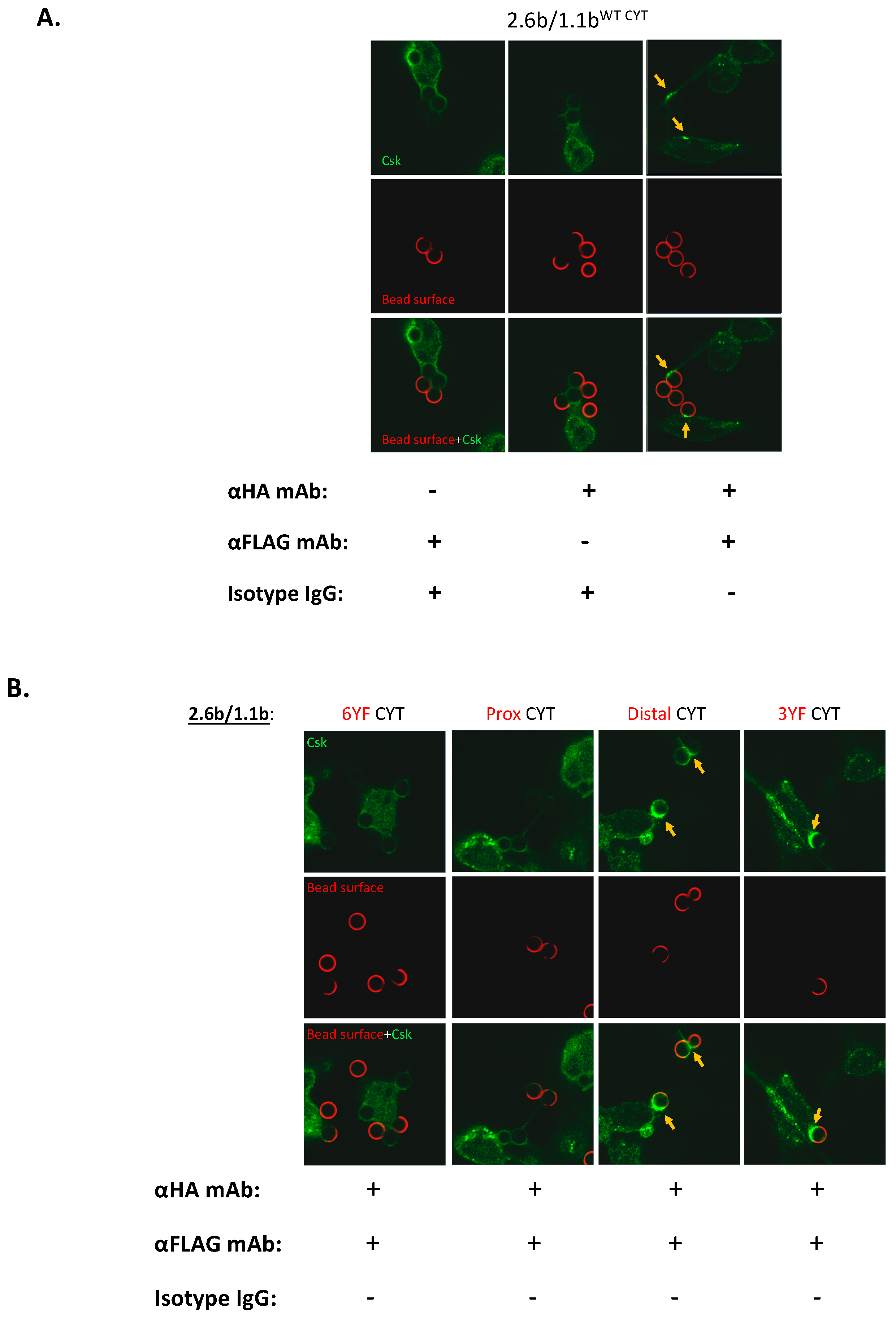 Ijms 21 05146 g005a Ijms 21 05146 g005a