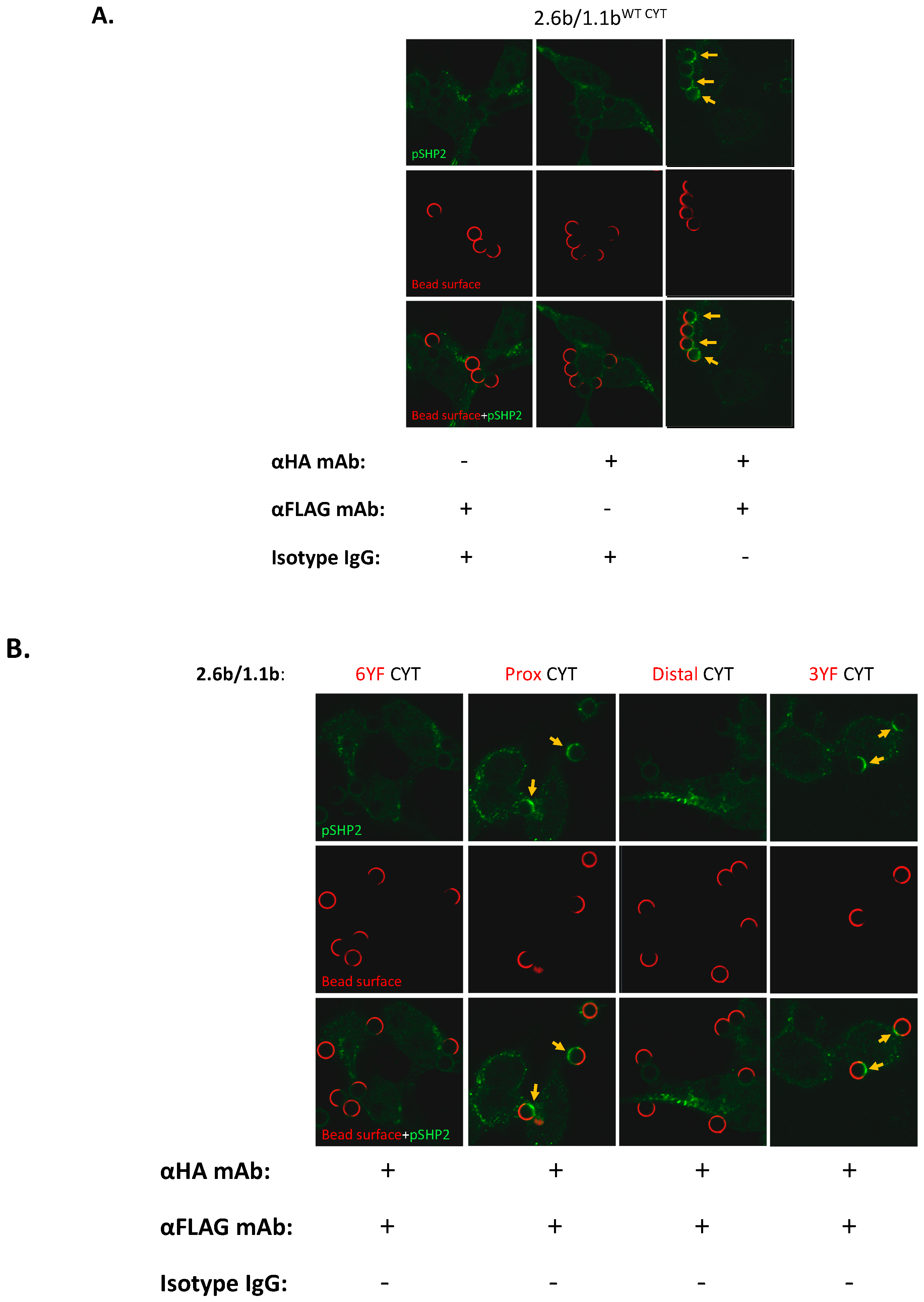 Ijms 21 05146 g006a Ijms 21 05146 g006a