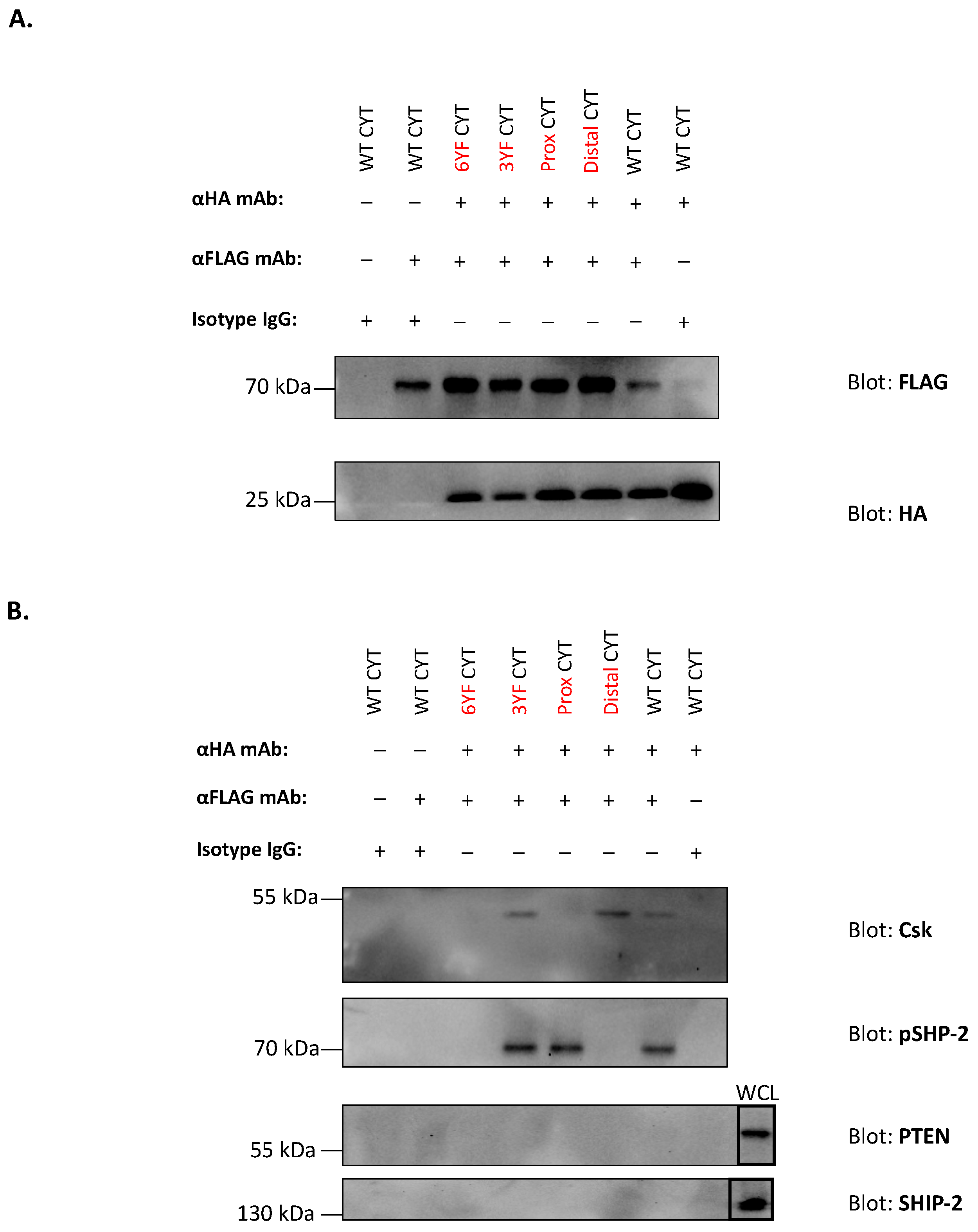 Ijms 21 05146 g007 Ijms 21 05146 g007