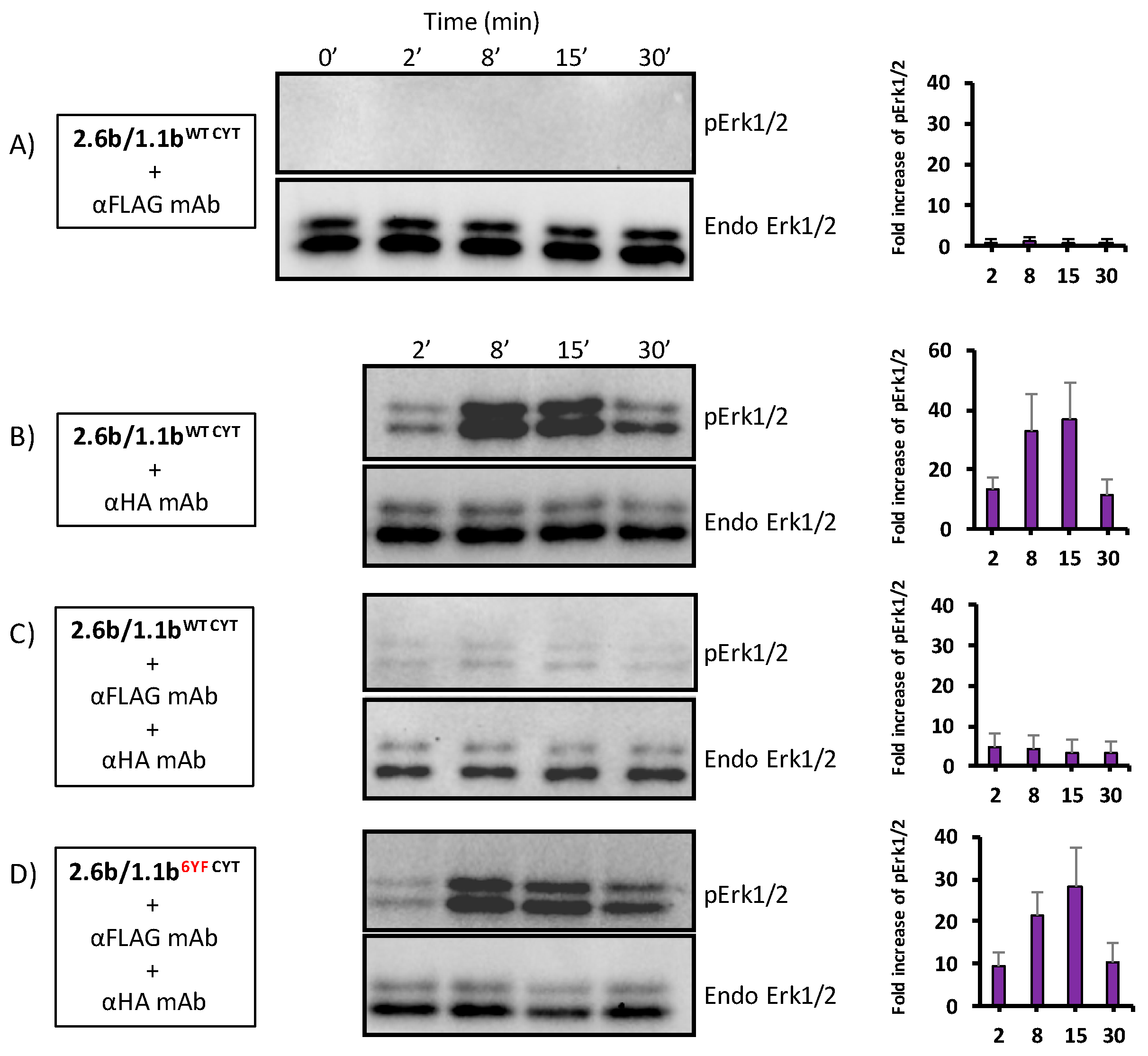 Ijms 21 05146 g008a Ijms 21 05146 g008a
