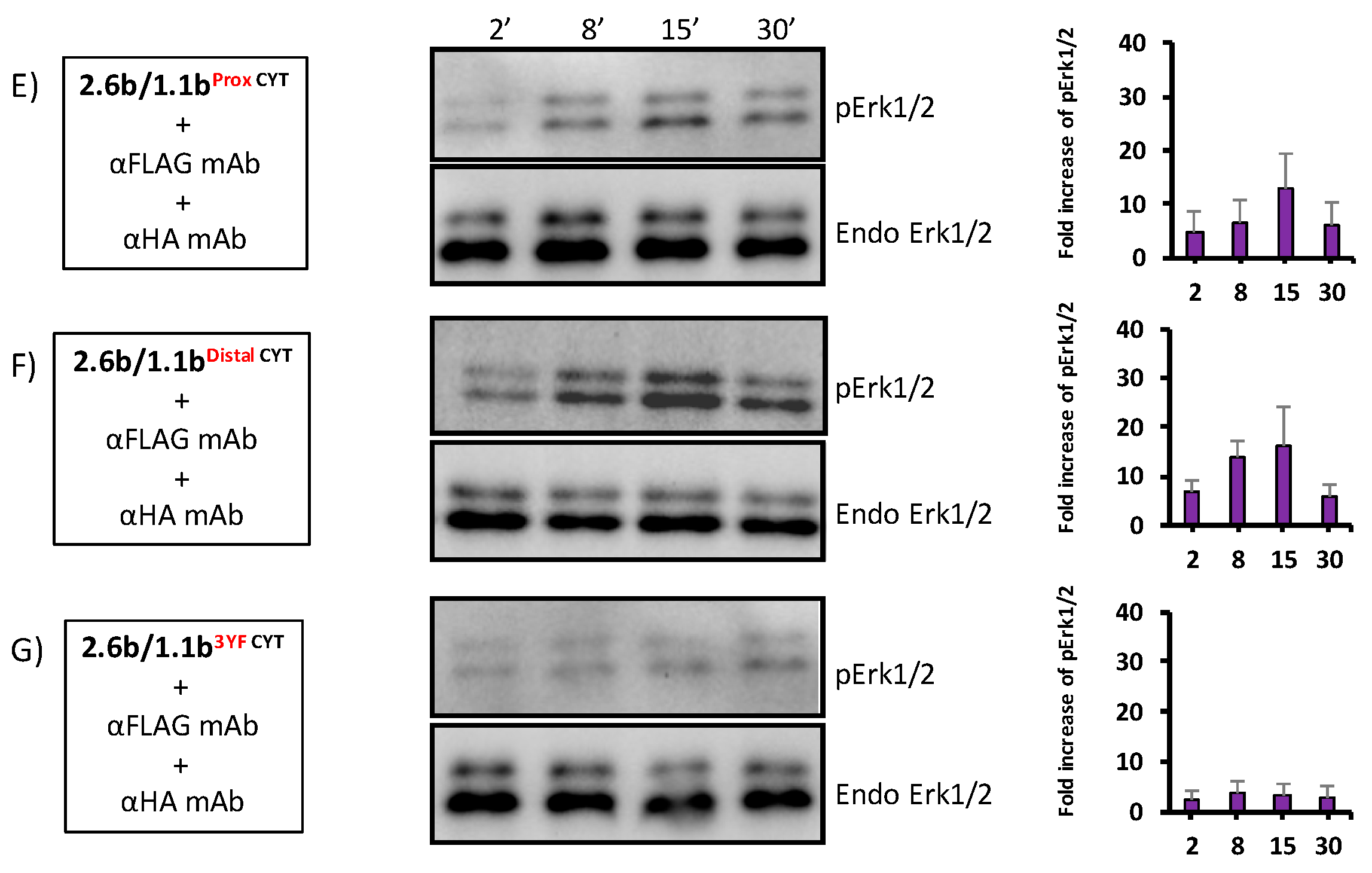 Ijms 21 05146 g008b Ijms 21 05146 g008b