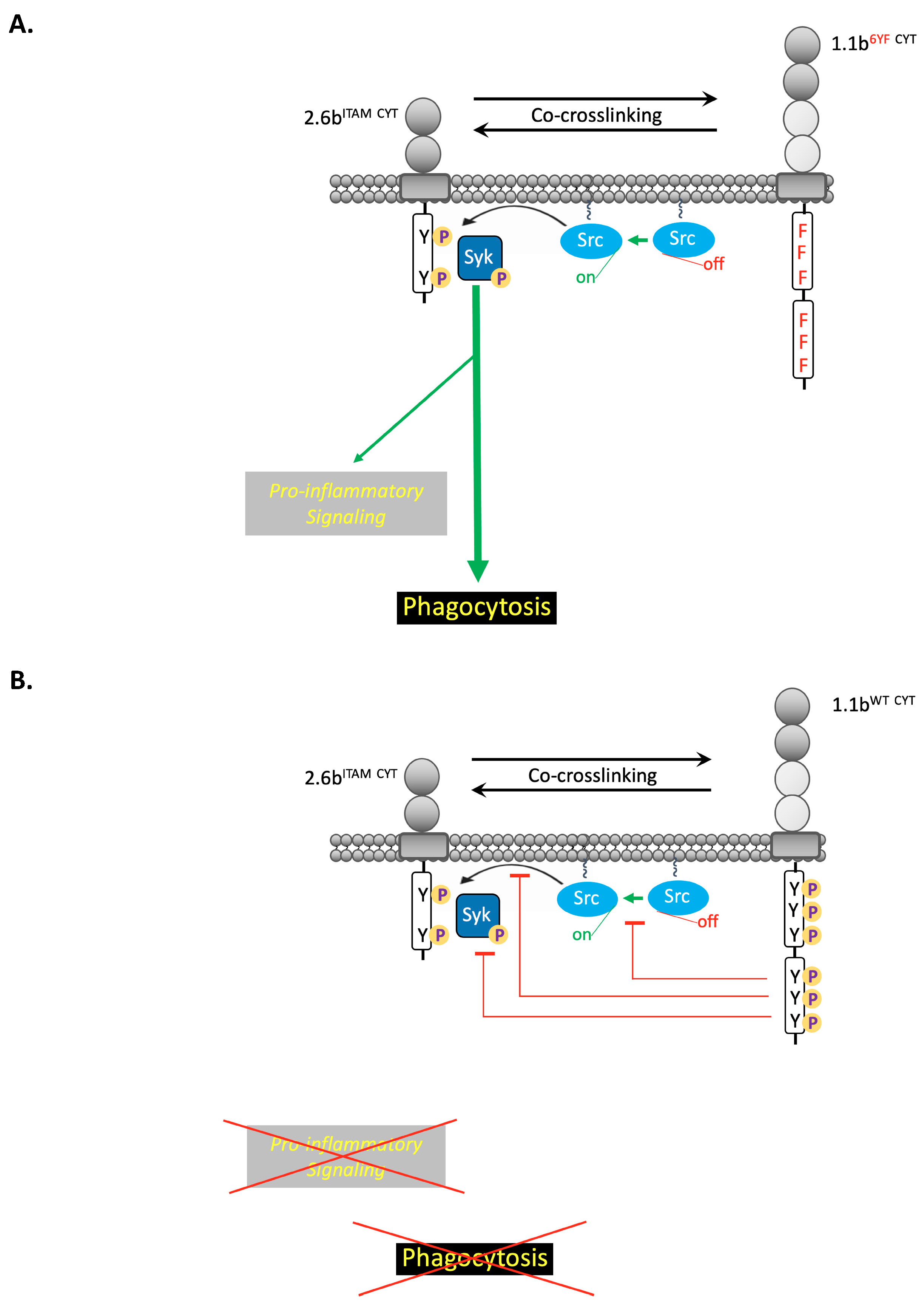 Ijms 21 05146 g009a Ijms 21 05146 g009a
