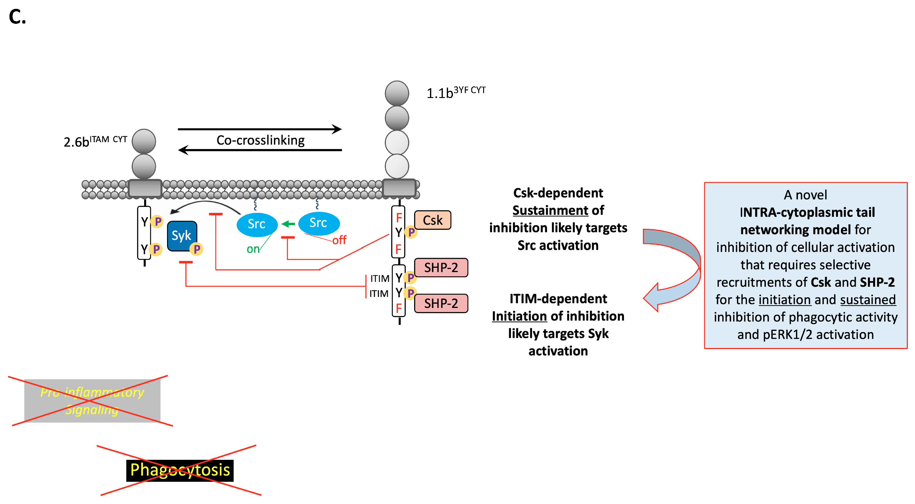Ijms 21 05146 g009b Ijms 21 05146 g009b