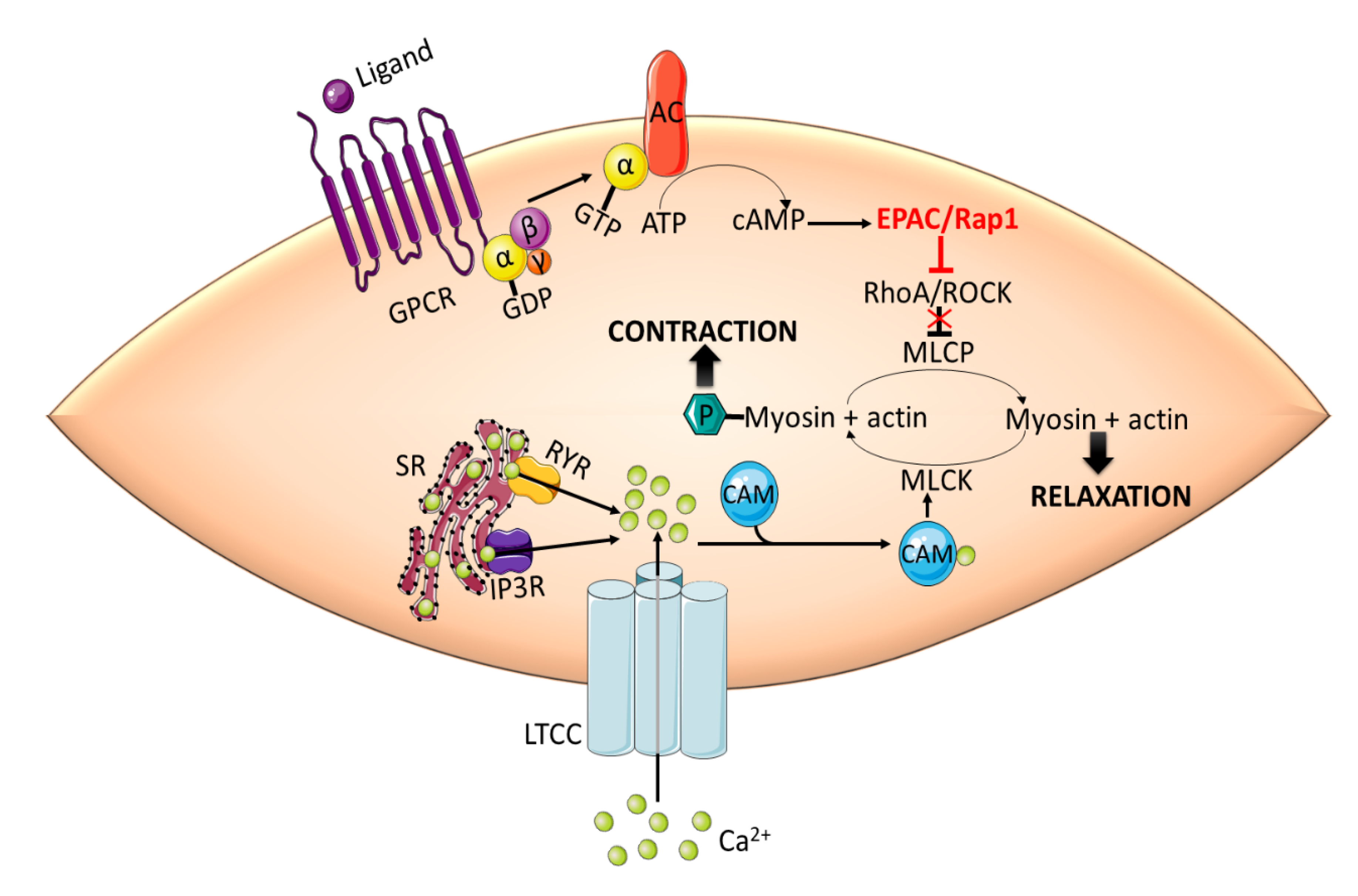 Smooth Muscle Relaxation Diagram Pathways Leading To Penile Smooth Muscle Relaxation And 