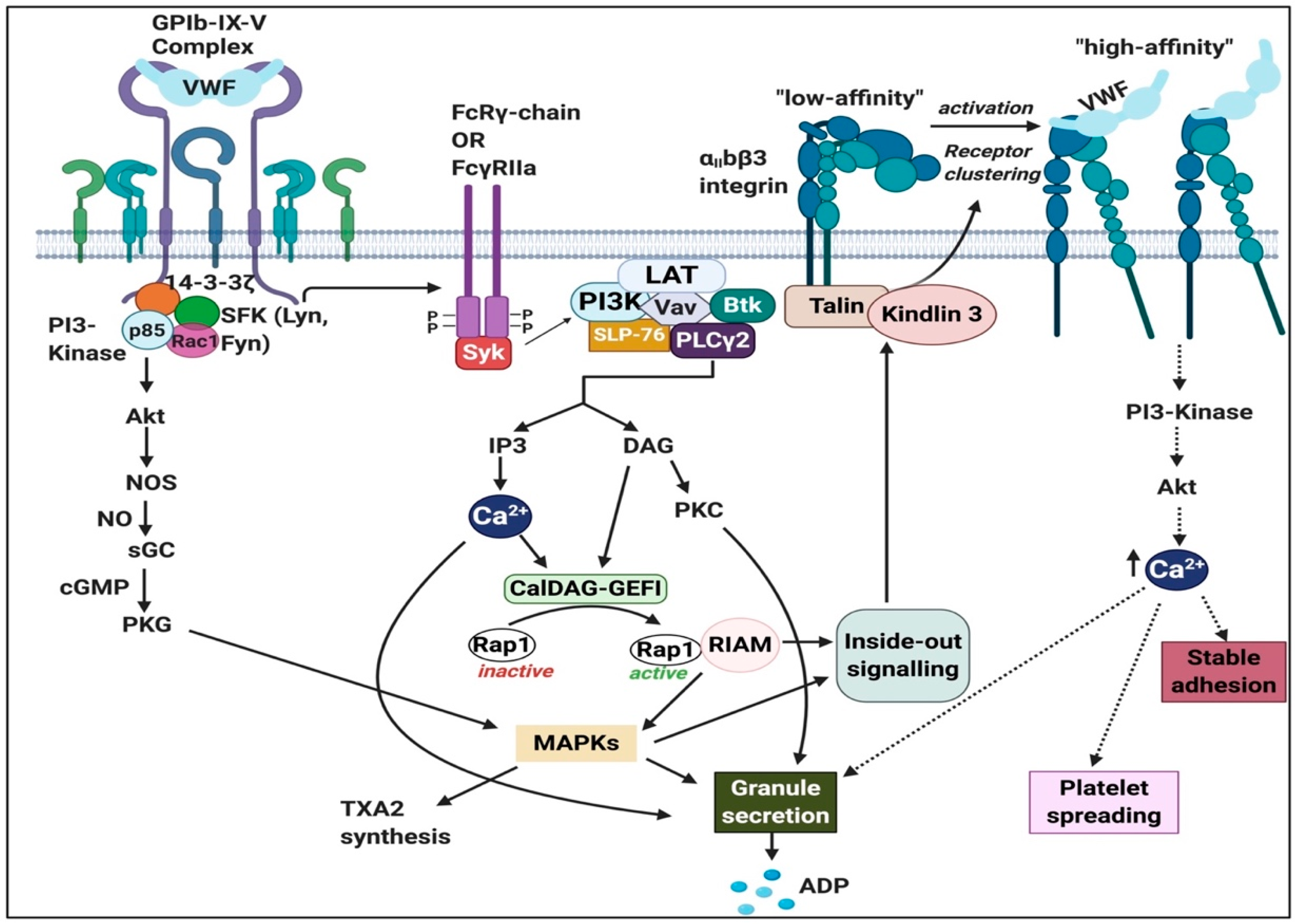 Ijms 21 05168 g007 Ijms 21 05168 g007