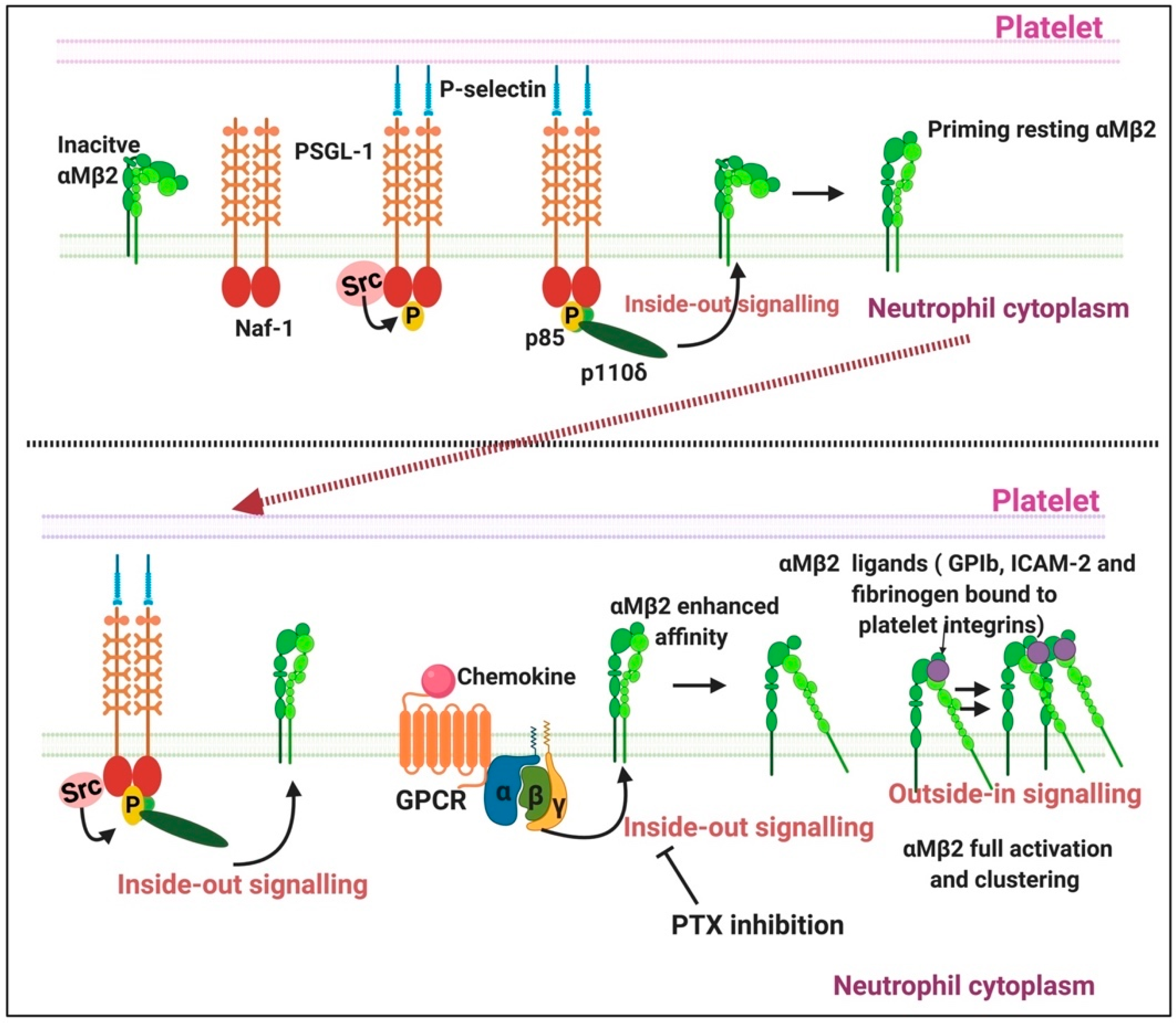 Ijms 21 05168 g008 Ijms 21 05168 g008