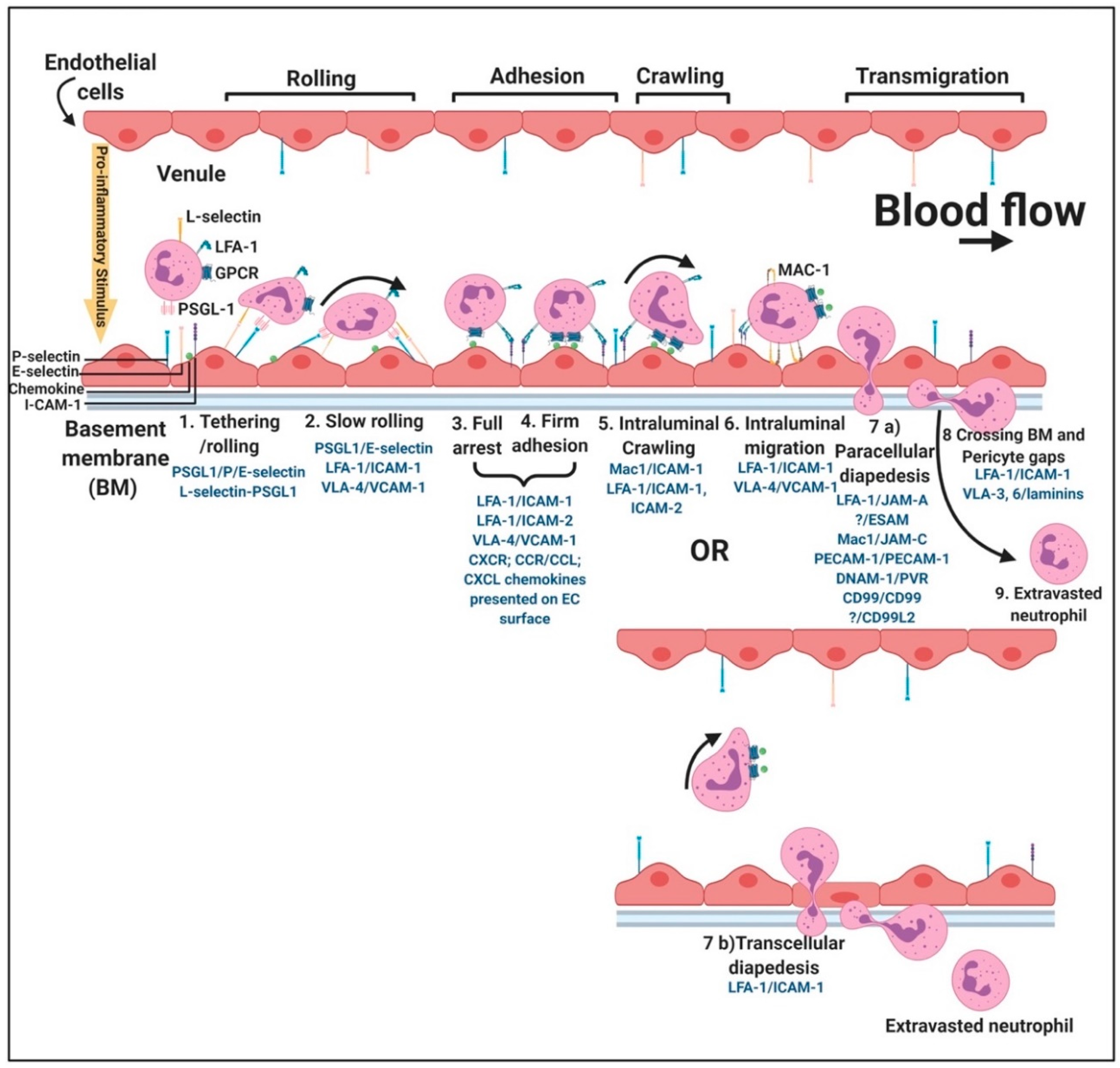 Ijms 21 05168 g009 Ijms 21 05168 g009