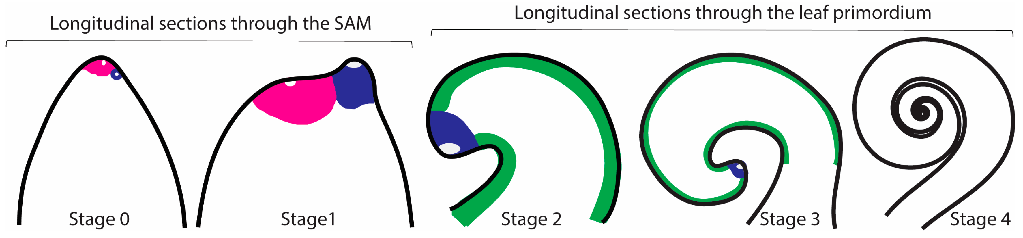 Ijms 21 05180 g003 Ijms 21 05180 g003