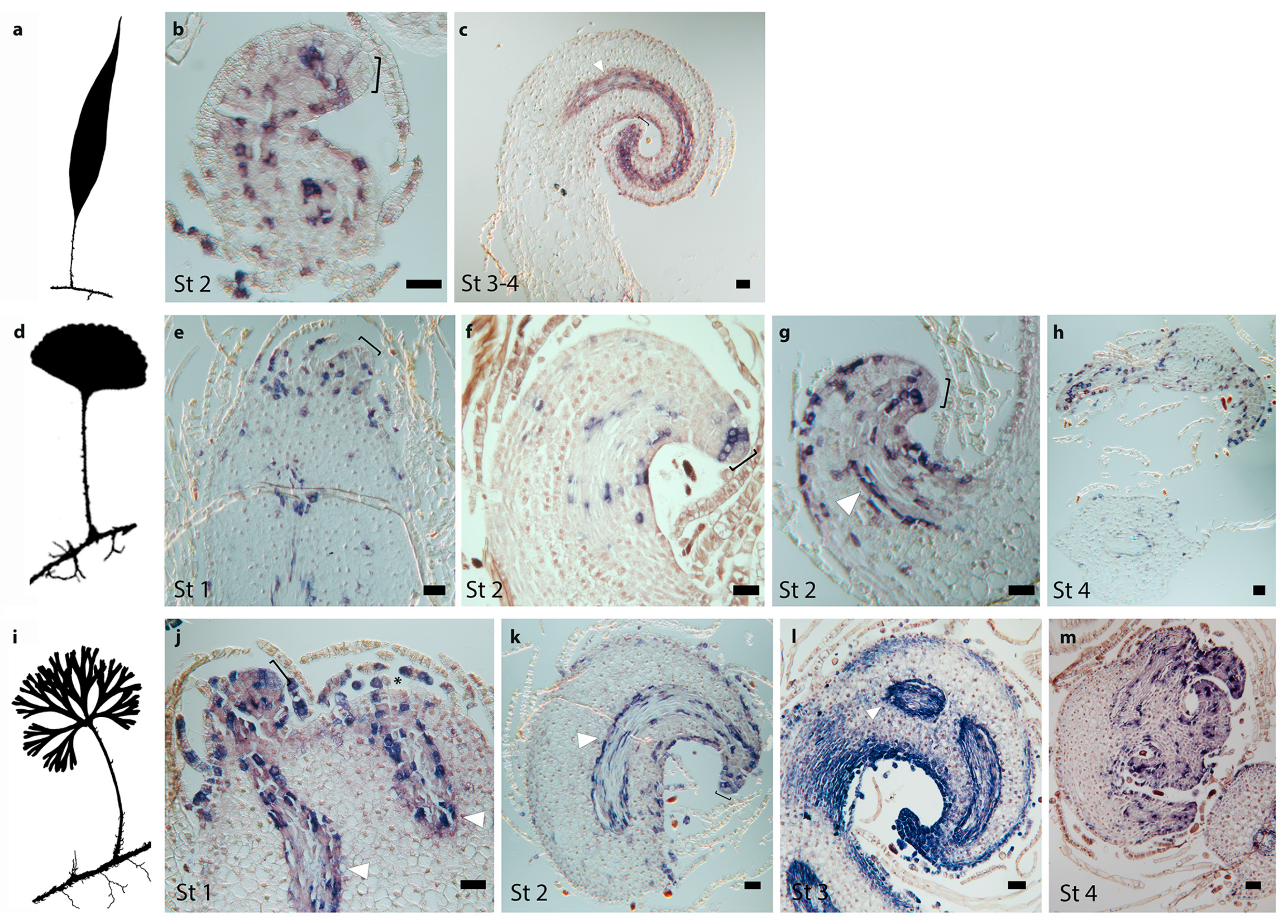 Ijms 21 05180 g004 Ijms 21 05180 g004