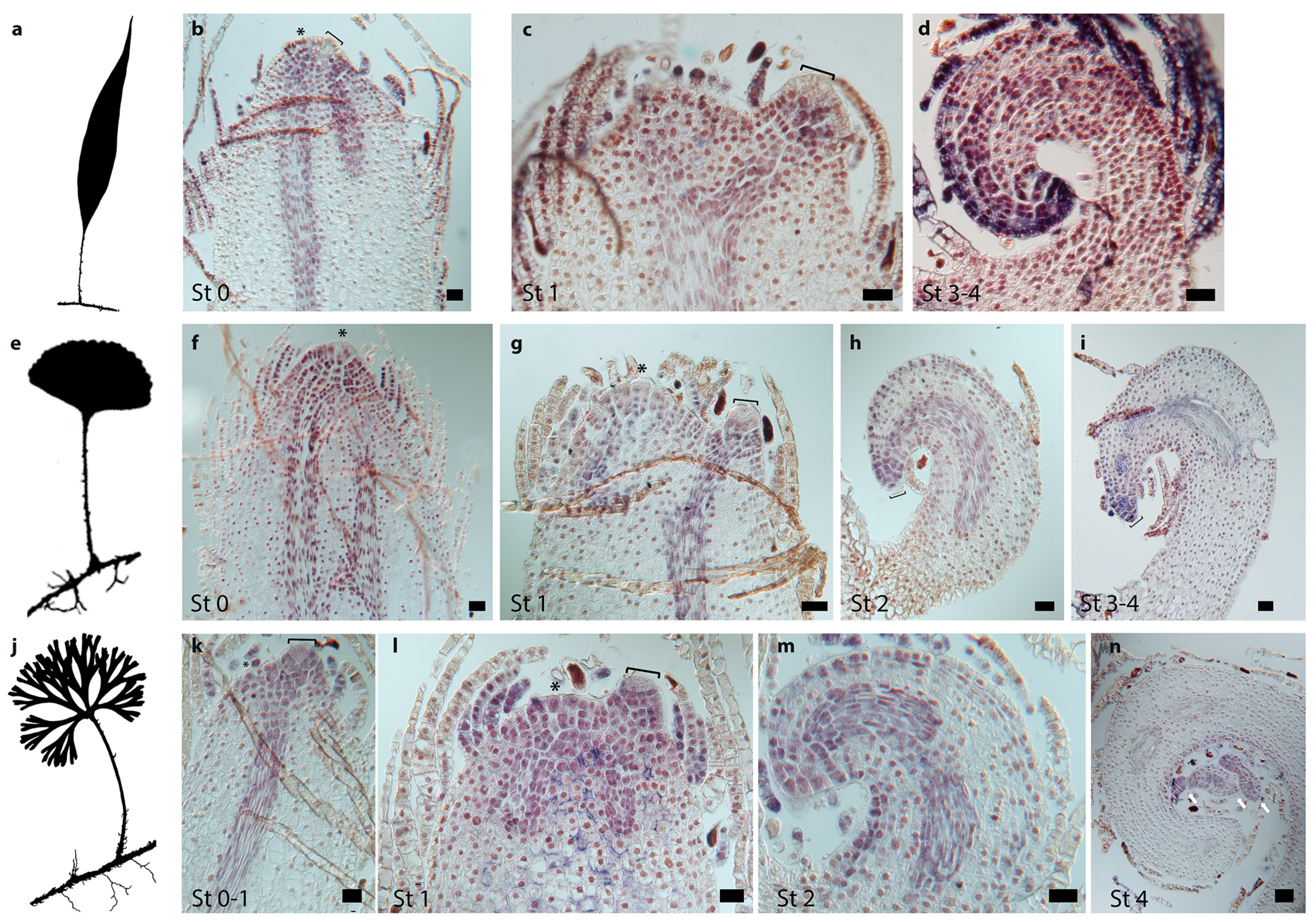 Ijms 21 05180 g005 Ijms 21 05180 g005