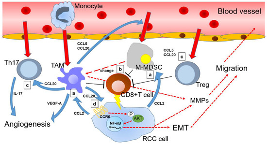 The CCL20-CCR6 Axis in Cancer Progression
