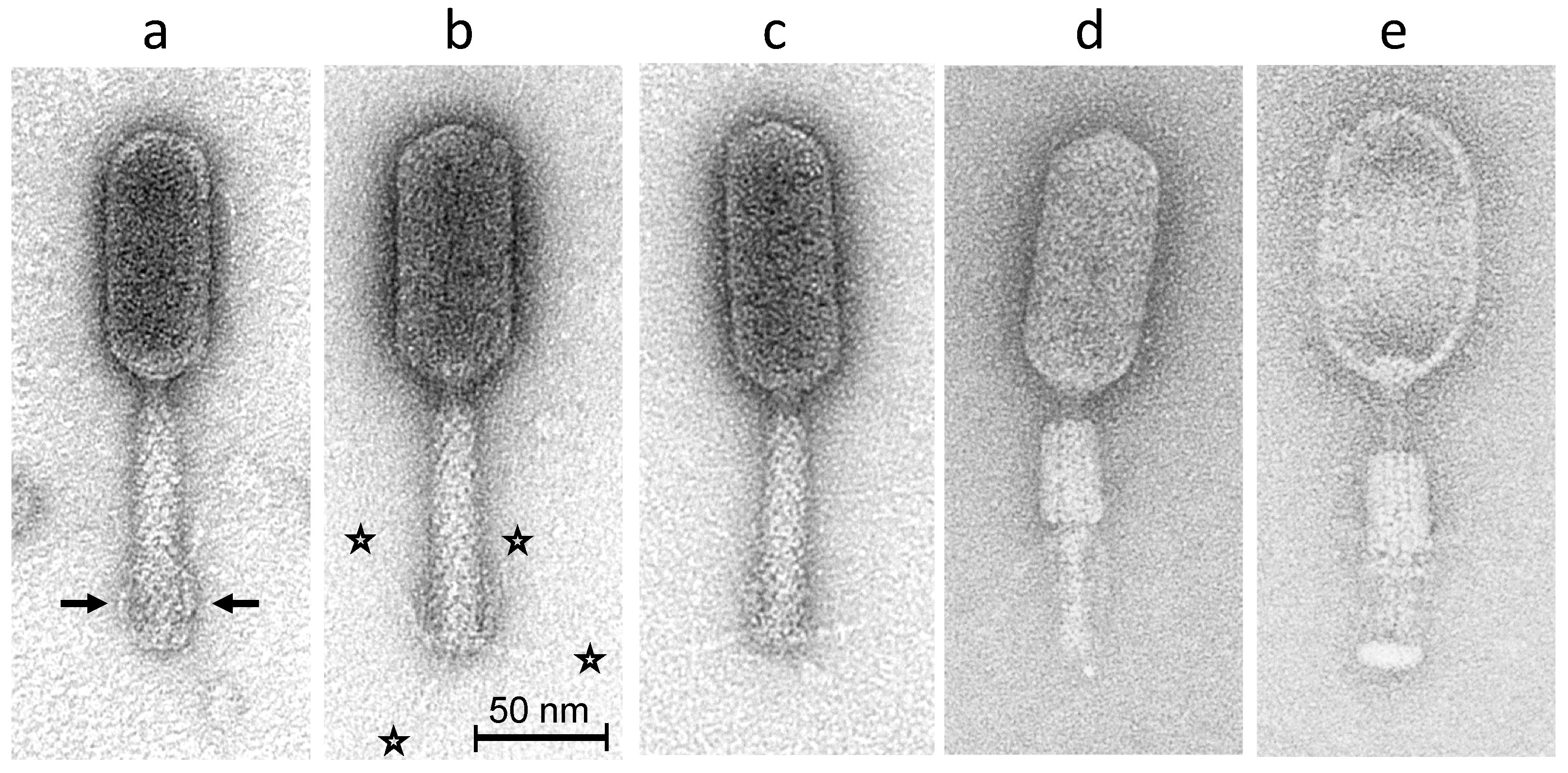 Ijms Free Full Text Phage S144 A New Polyvalent Phage Infecting Salmonella Spp And Cronobacter Sakazakii Html