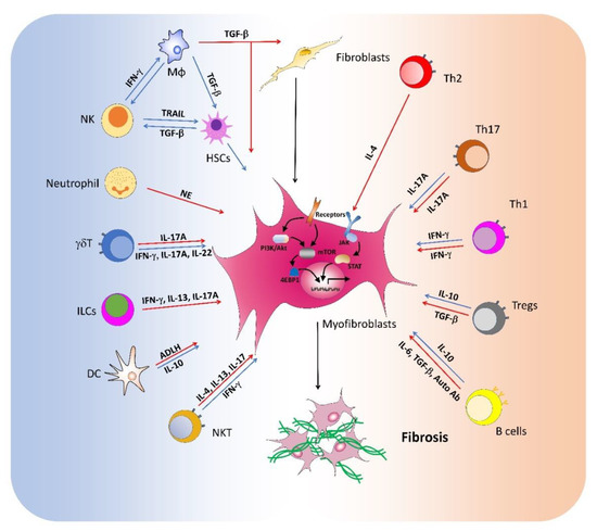 The Roles of Immune Cells in the Pathogenesis of Fibrosis