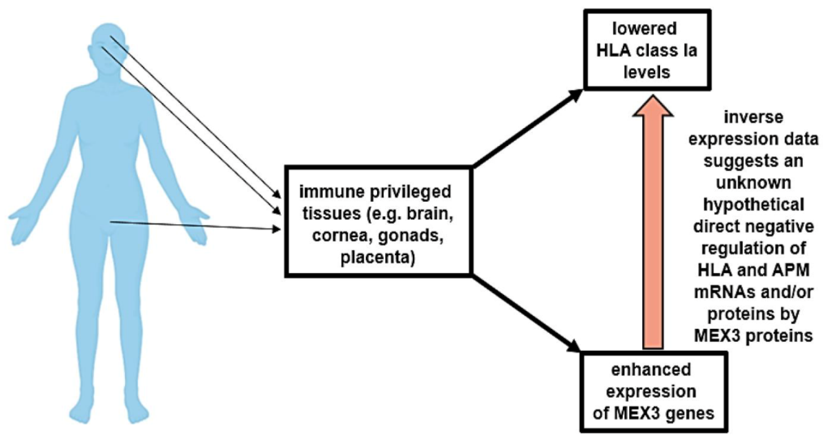 Ijms 21 05209 g004 Ijms 21 05209 g004