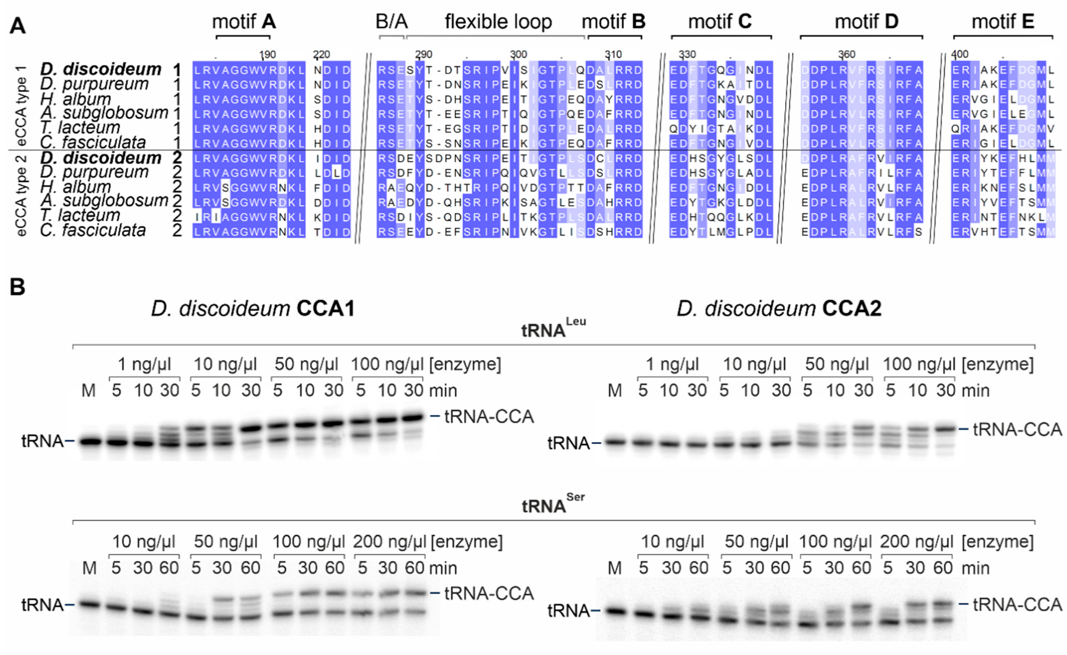 Ijms 21 05210 g001 Ijms 21 05210 g001