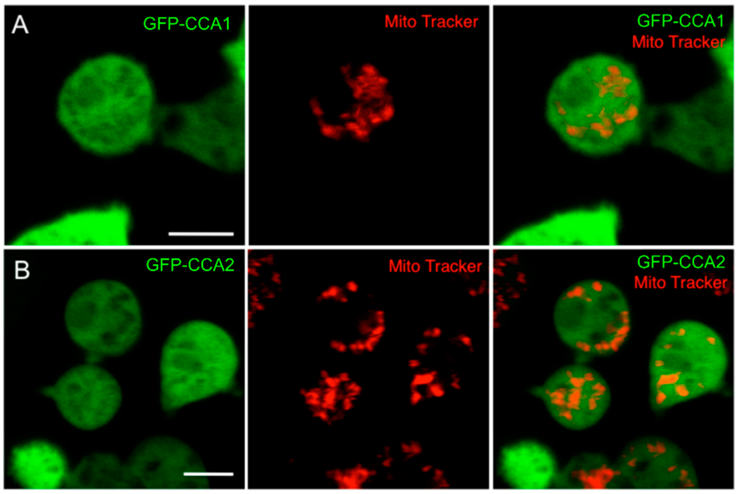 Ijms 21 05210 g002 Ijms 21 05210 g002