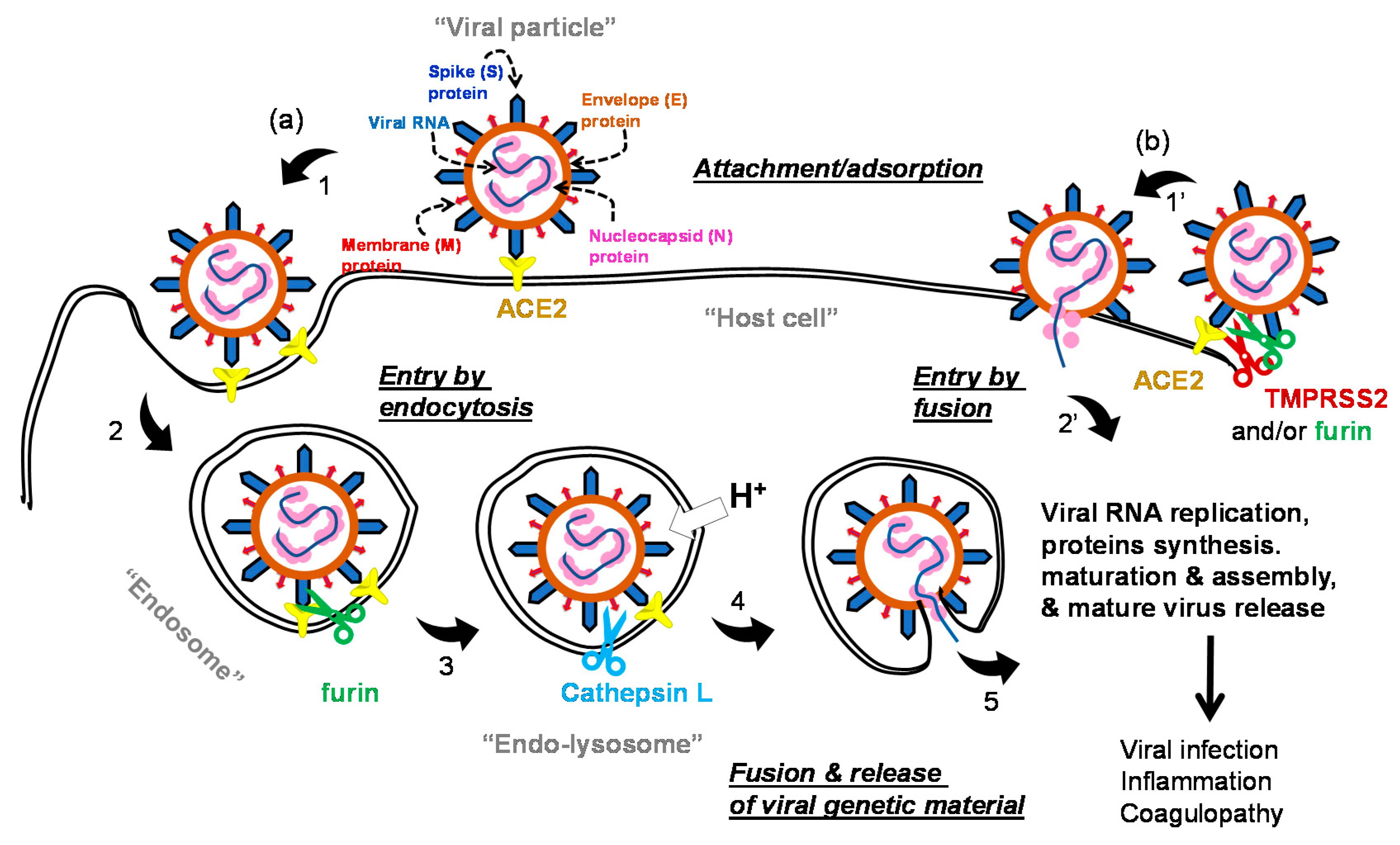 IJMS | Free Full-Text | Potential Anti-COVID-19 Therapeutics that