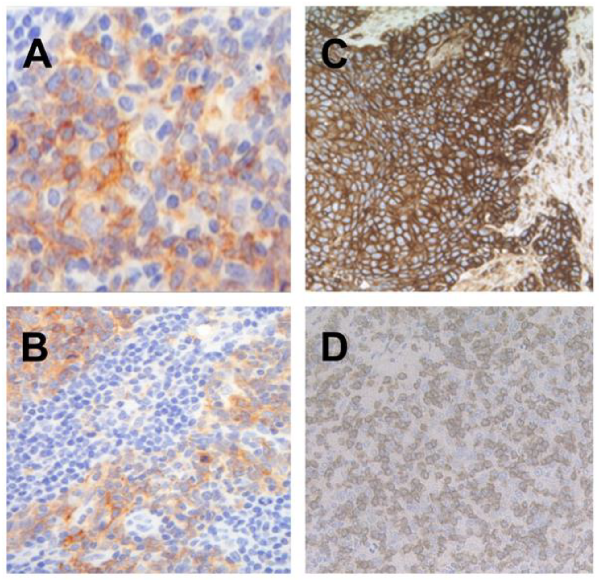 Ijms 21 05228 g001 Ijms 21 05228 g001