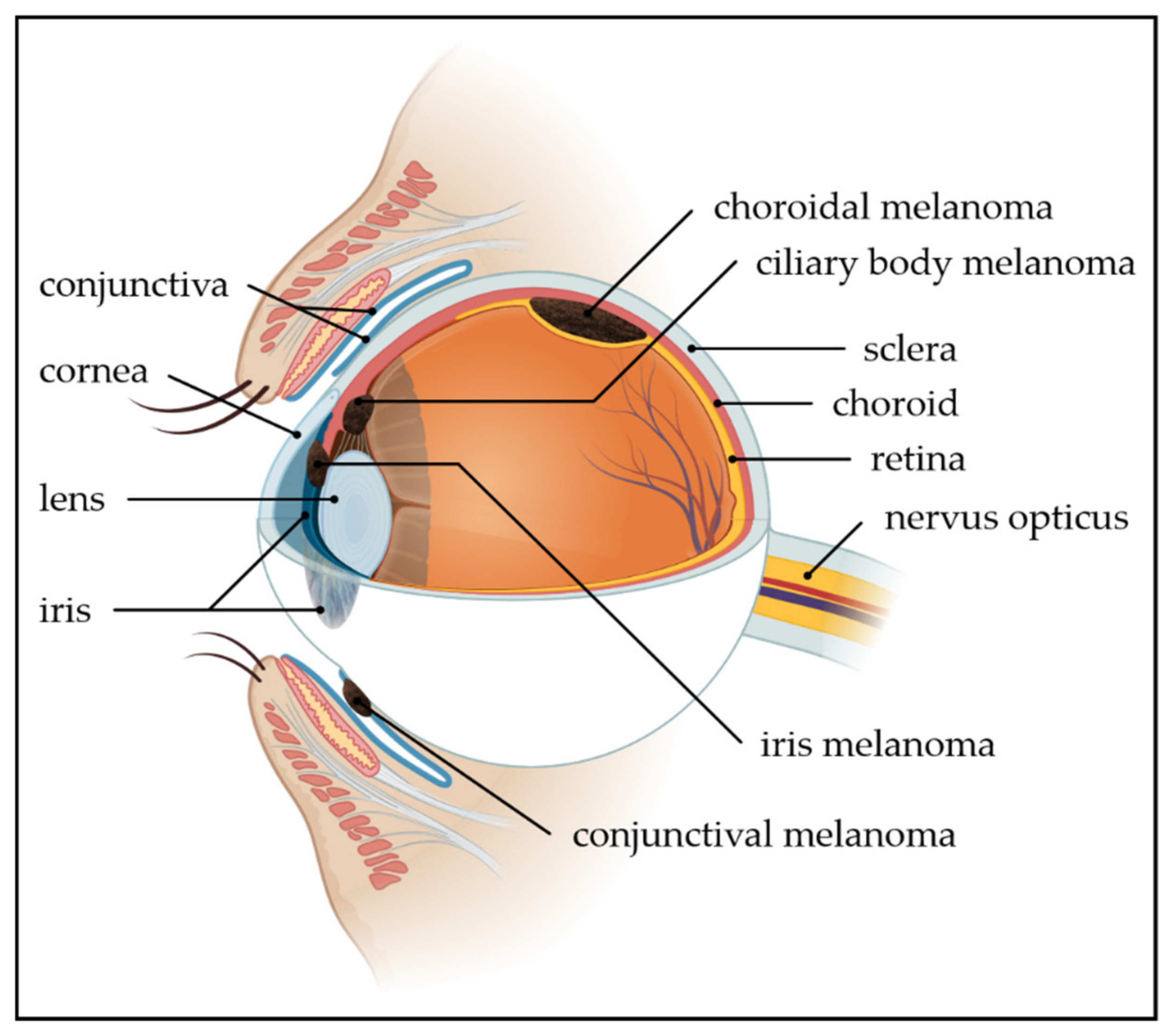 Ijms 21 05231 g001 Ijms 21 05231 g001