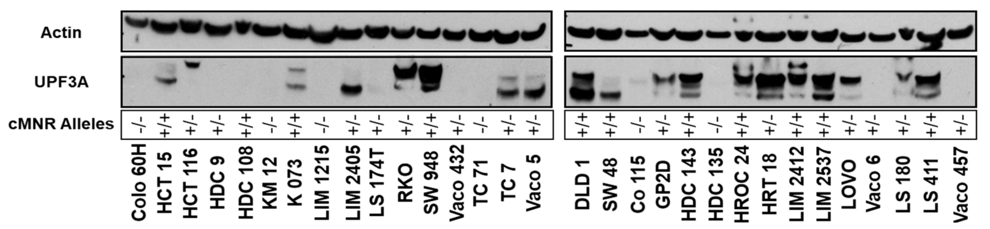 Ijms Free Full Text Phospho Proteomic Profiling Of Microsatellite Unstable Crc Cells Reveals Alterations In Nuclear Signaling And Cholesterol Metabolism Caused By Frameshift Mutation Of Nmd Regulator Upf3a Html Ijms Free Full Text Phospho Proteomic Profiling Of Microsatellite Unstable Crc Cells Reveals Alterations In Nuclear Signaling And Cholesterol Metabolism Caused By Frameshift Mutation Of Nmd Regulator Upf3a Html